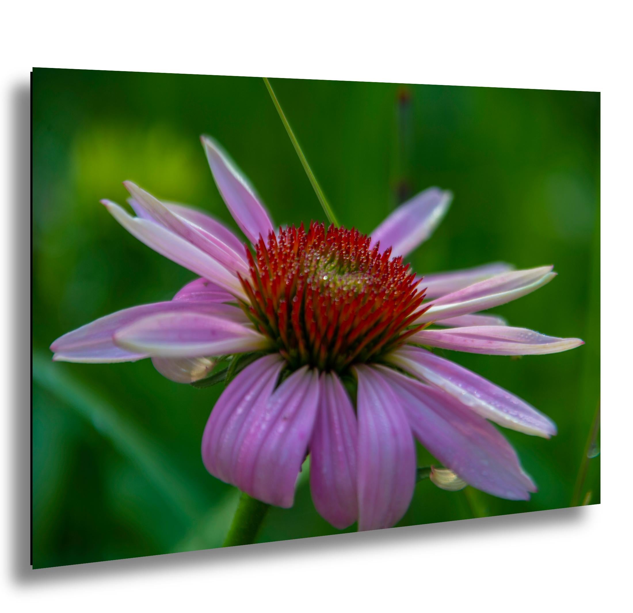 Purple Coneflower Print – Floral Wall Art | Scenic Botanical Decor