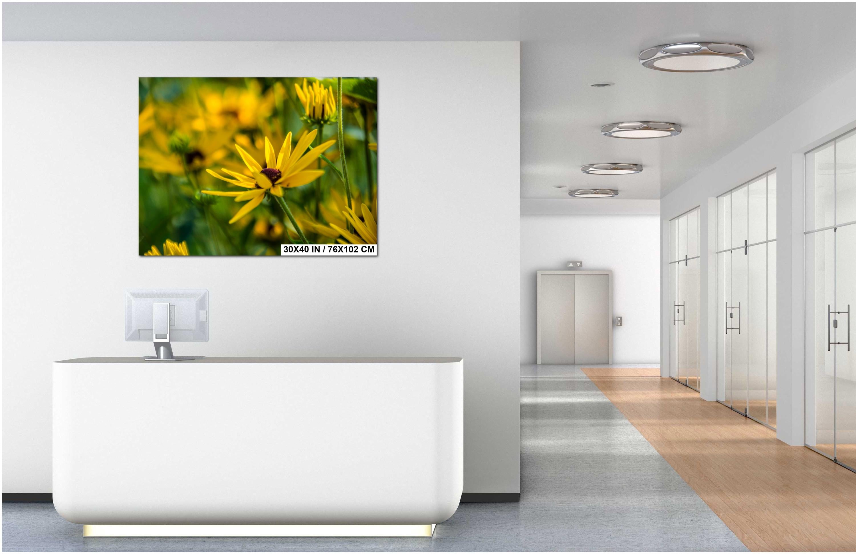 Yellow Coneflower Print - Wildflower Wall Art | Botanical Wall Decor & Floral Photography