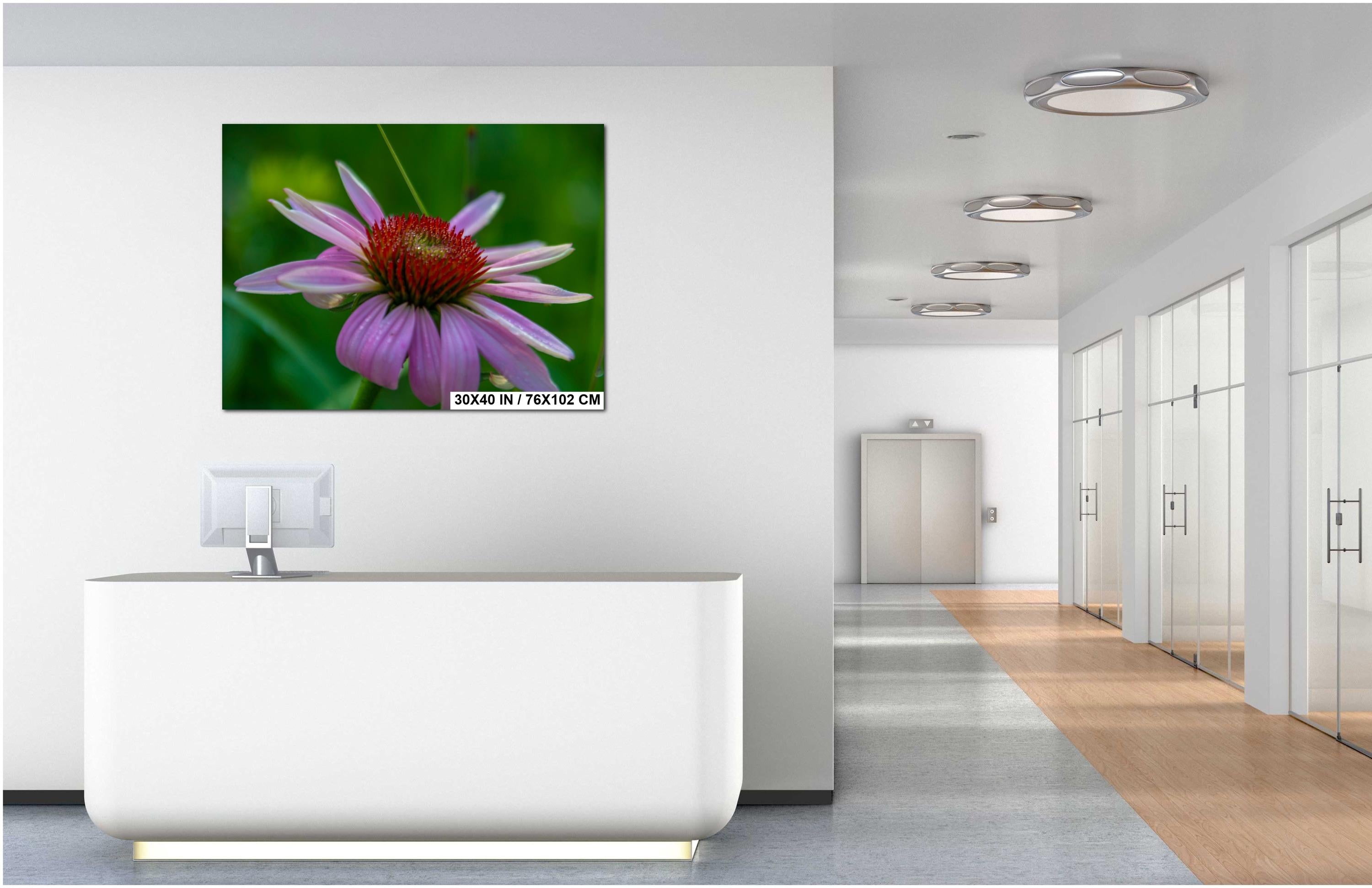 Purple Coneflower Print – Floral Wall Art | Scenic Botanical Decor