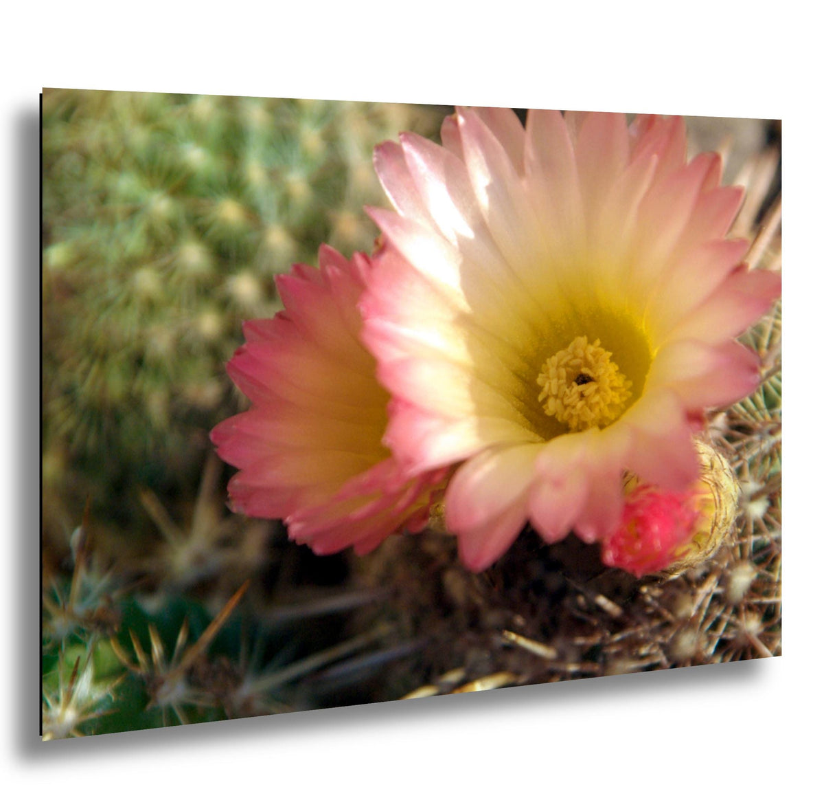 Texas Wildflower Wall Art – Vibrant Floral Photography Print on Archival Paper