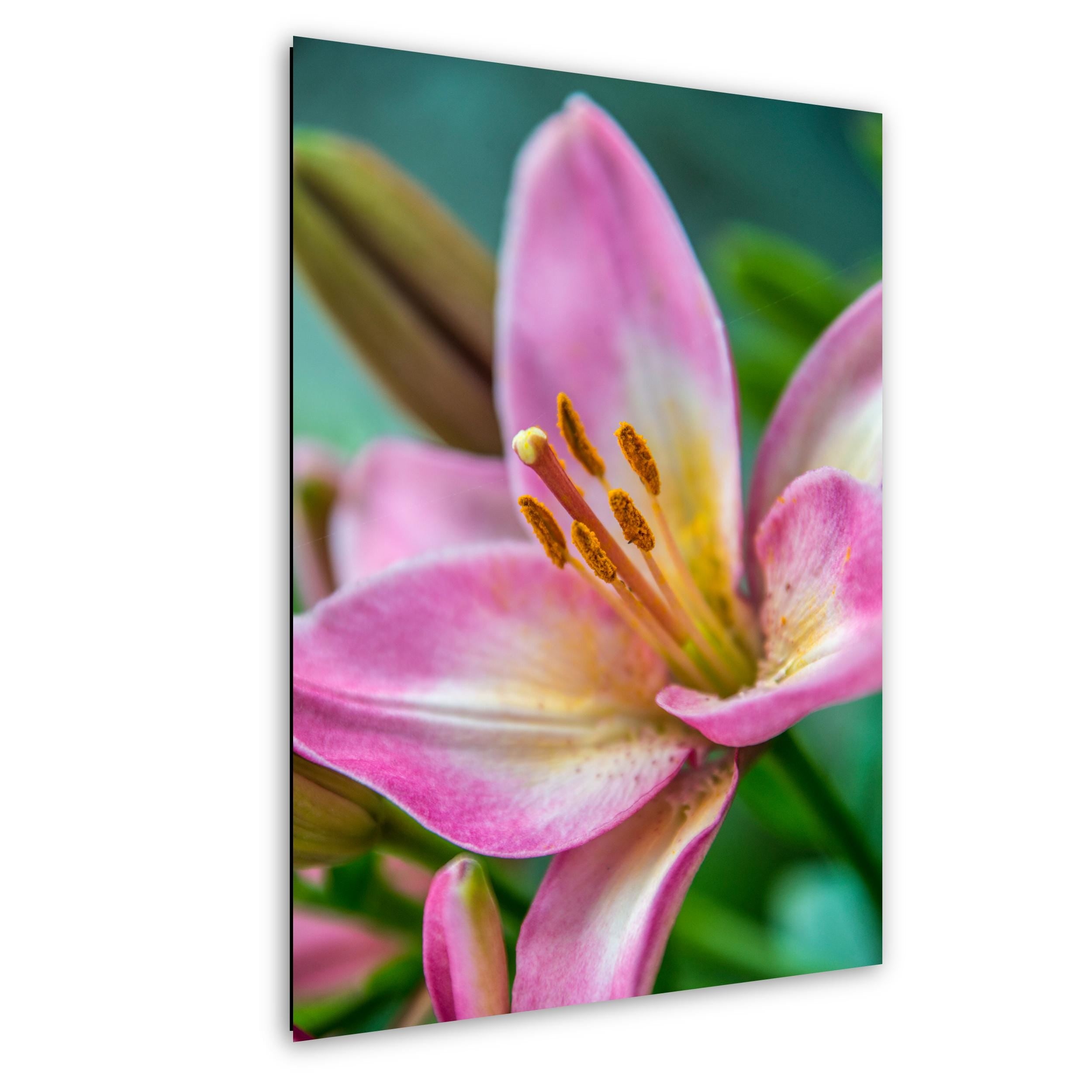Texas Wildflower Art - Colorful Floral Wall Decor | Vibrant Botanical Photo Print