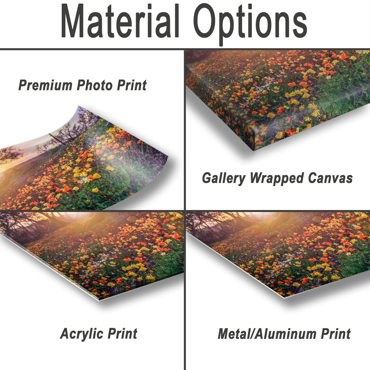 Floral Photography Print – California Poppies Botanical Wall Art Decor