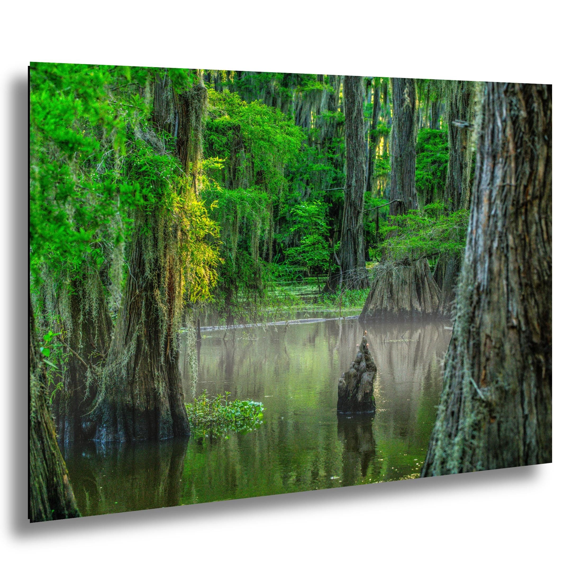 Caddo Lake Wall Art – Nature Photography Print Featuring Cypress Grove Decor