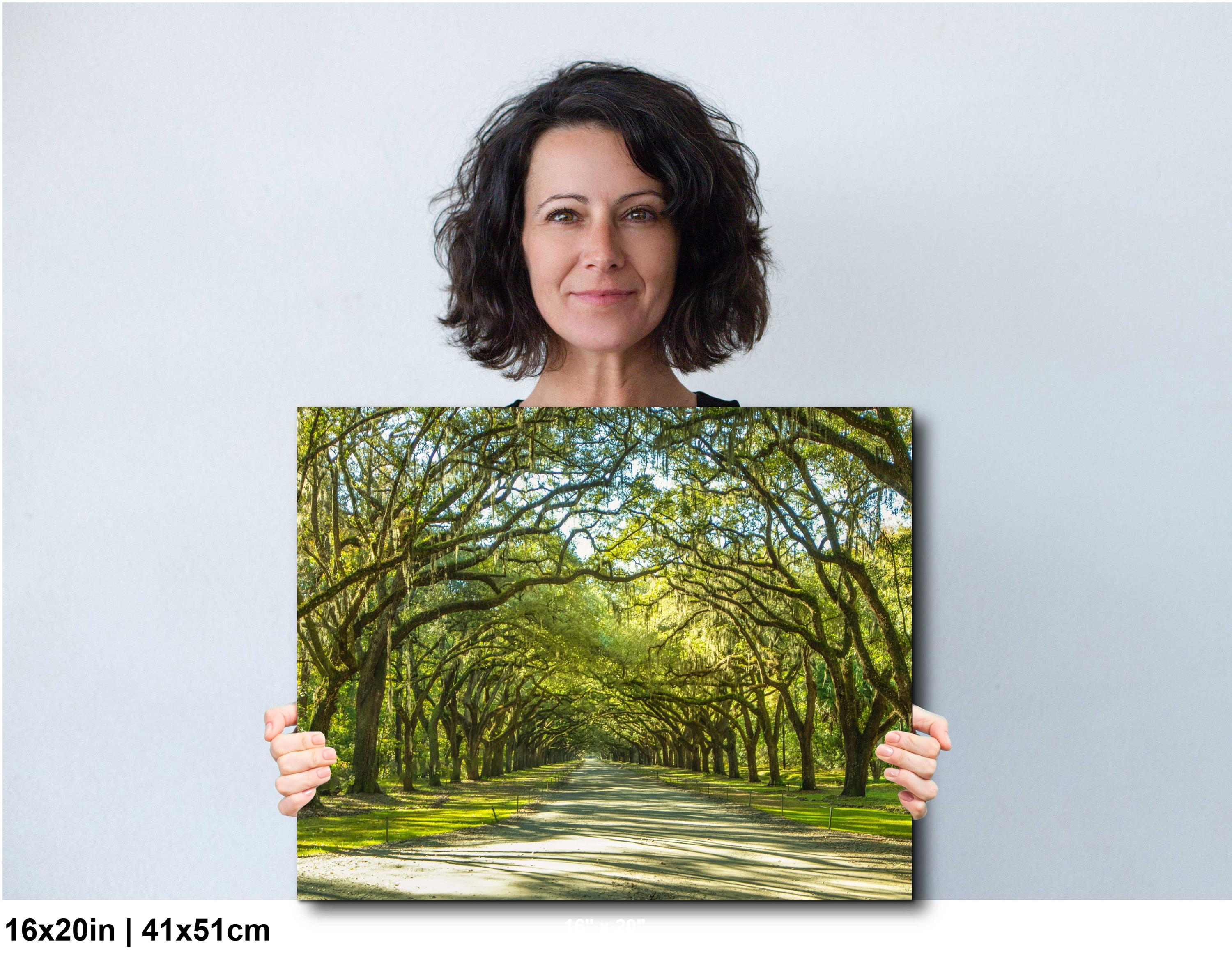 Savannah Photography Print – Wormsloe Plantation Art | Coastal Georgia Landscape