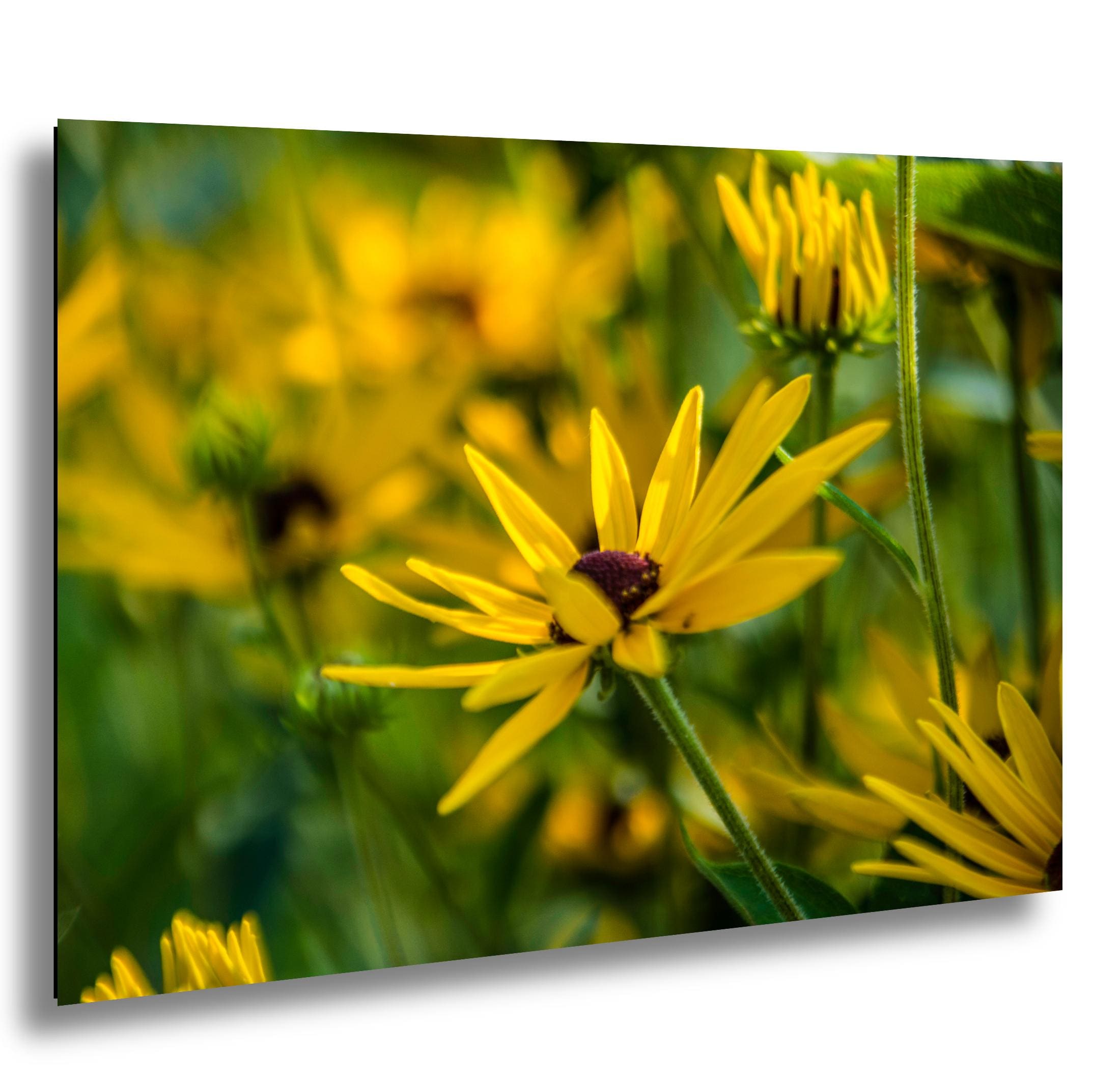 Yellow Coneflower Print - Wildflower Wall Art | Botanical Wall Decor & Floral Photography