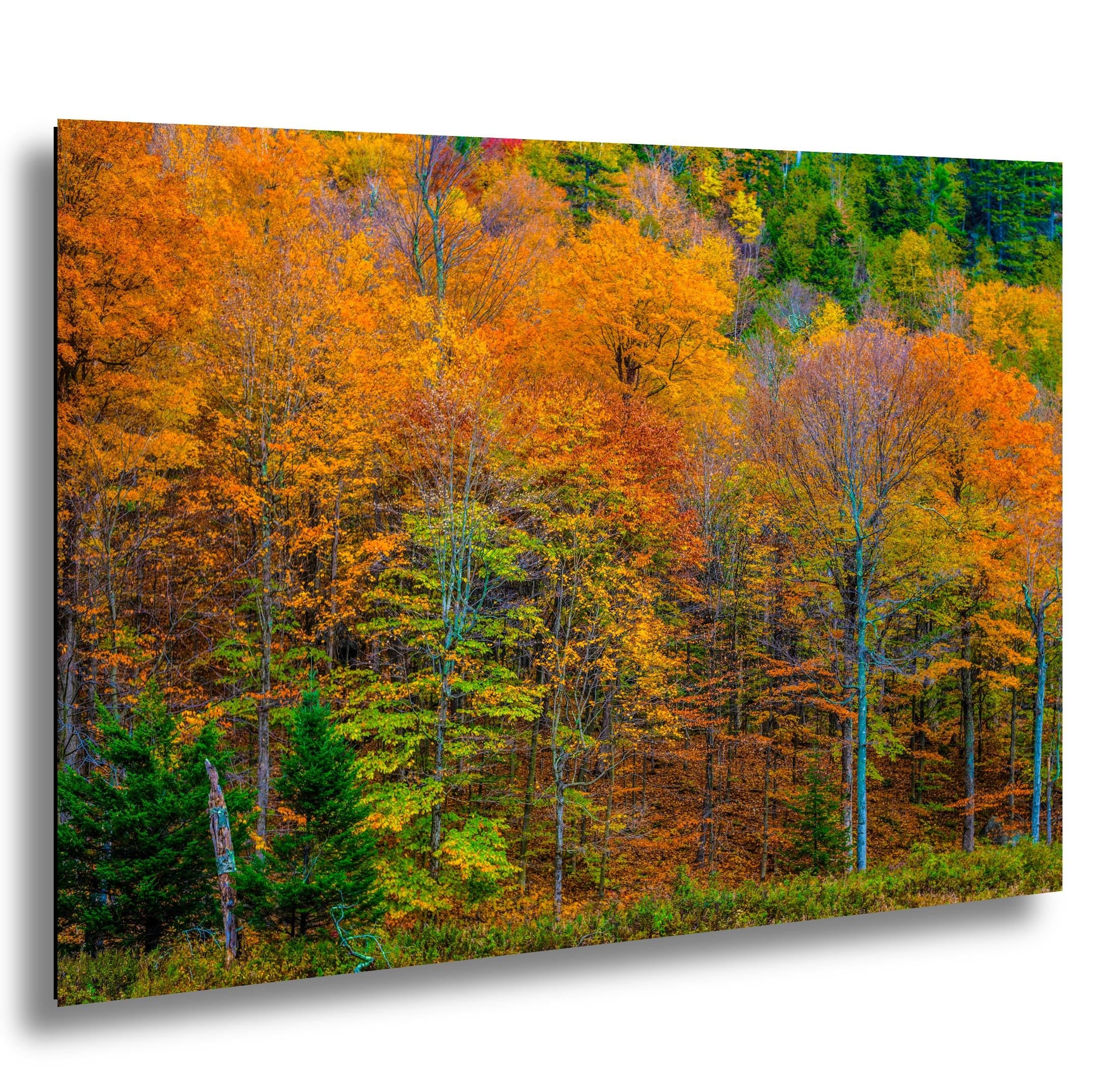 Adirondack Autumn Wall Art – Vibrant Fall Foliage Photography Print with Fiery Maple Leaves