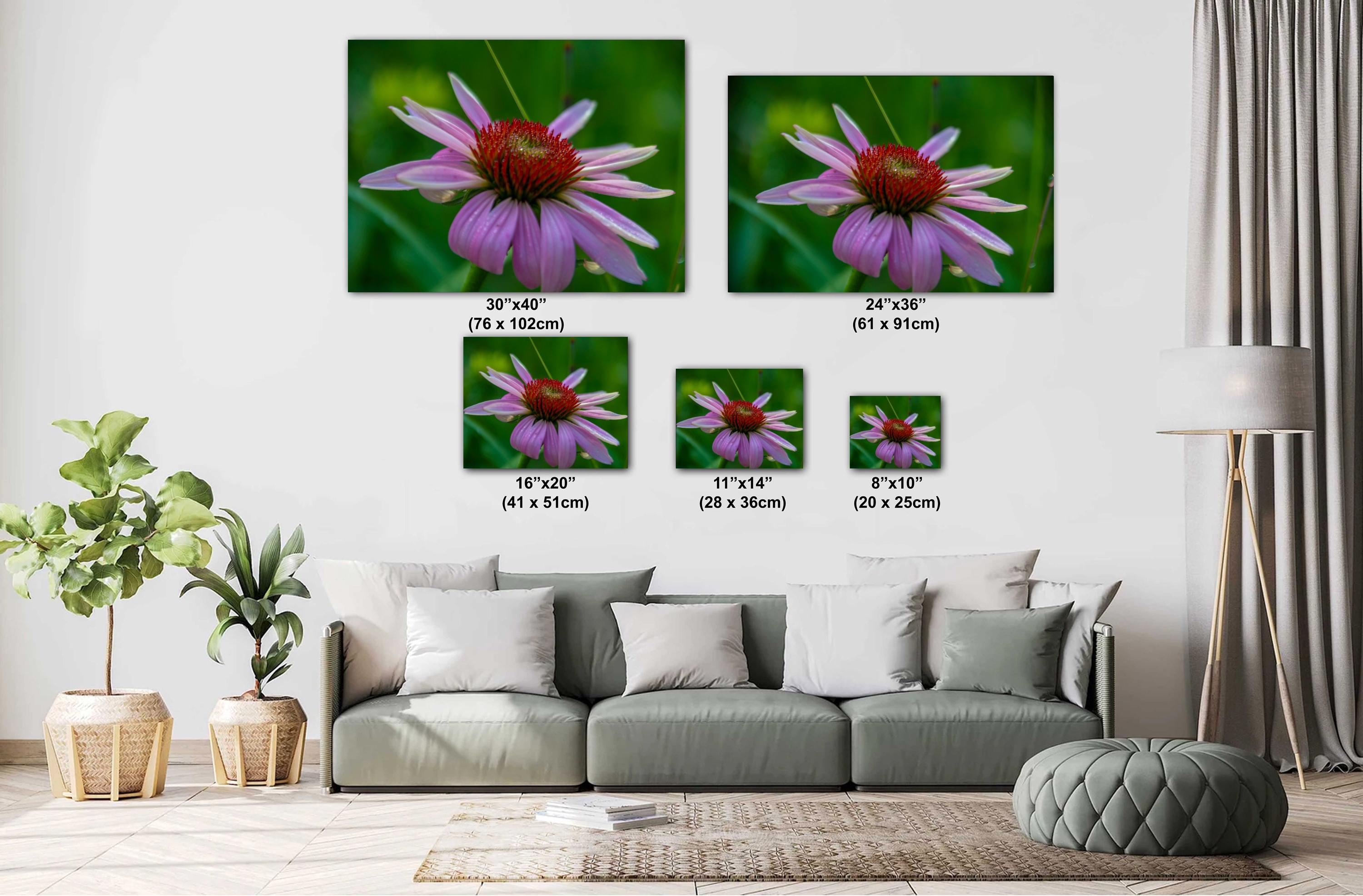 Purple Coneflower Print – Floral Wall Art | Scenic Botanical Decor
