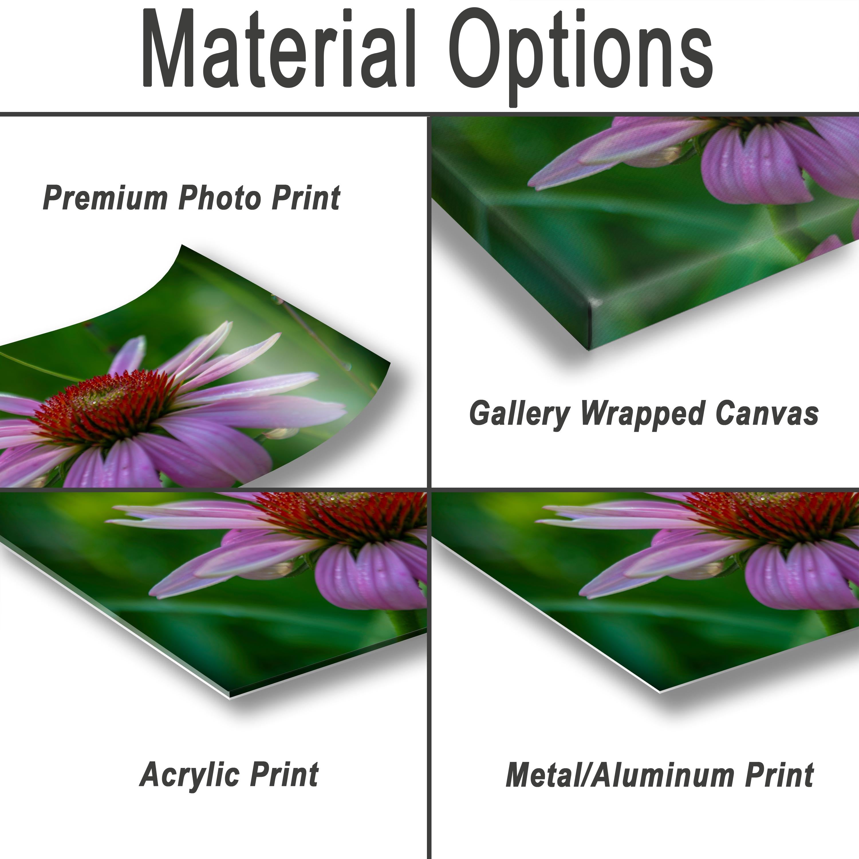 Purple Coneflower Print – Floral Wall Art | Scenic Botanical Decor