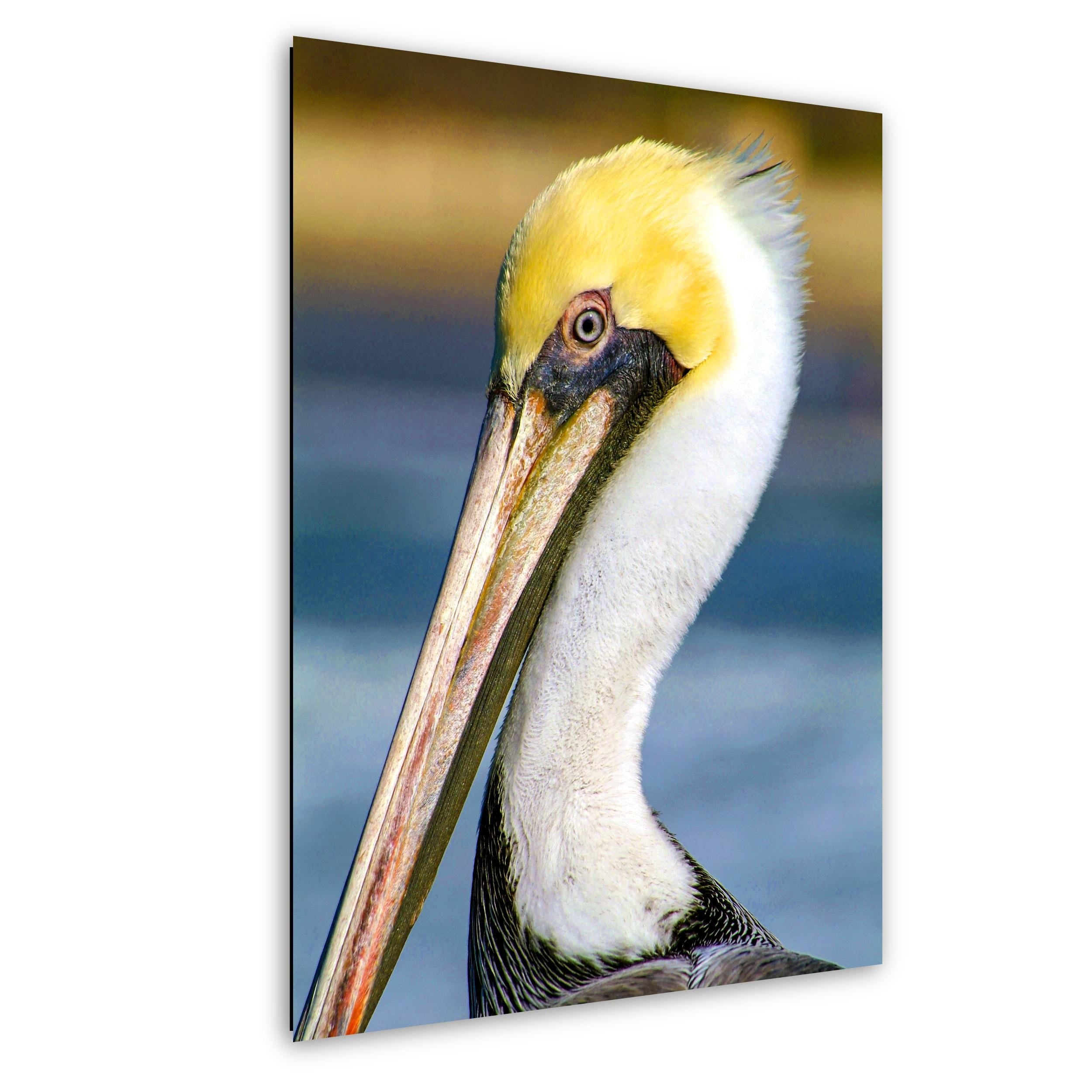 Pelican Wall Art - California Coastal Bird Photography Print | Wildlife Decor