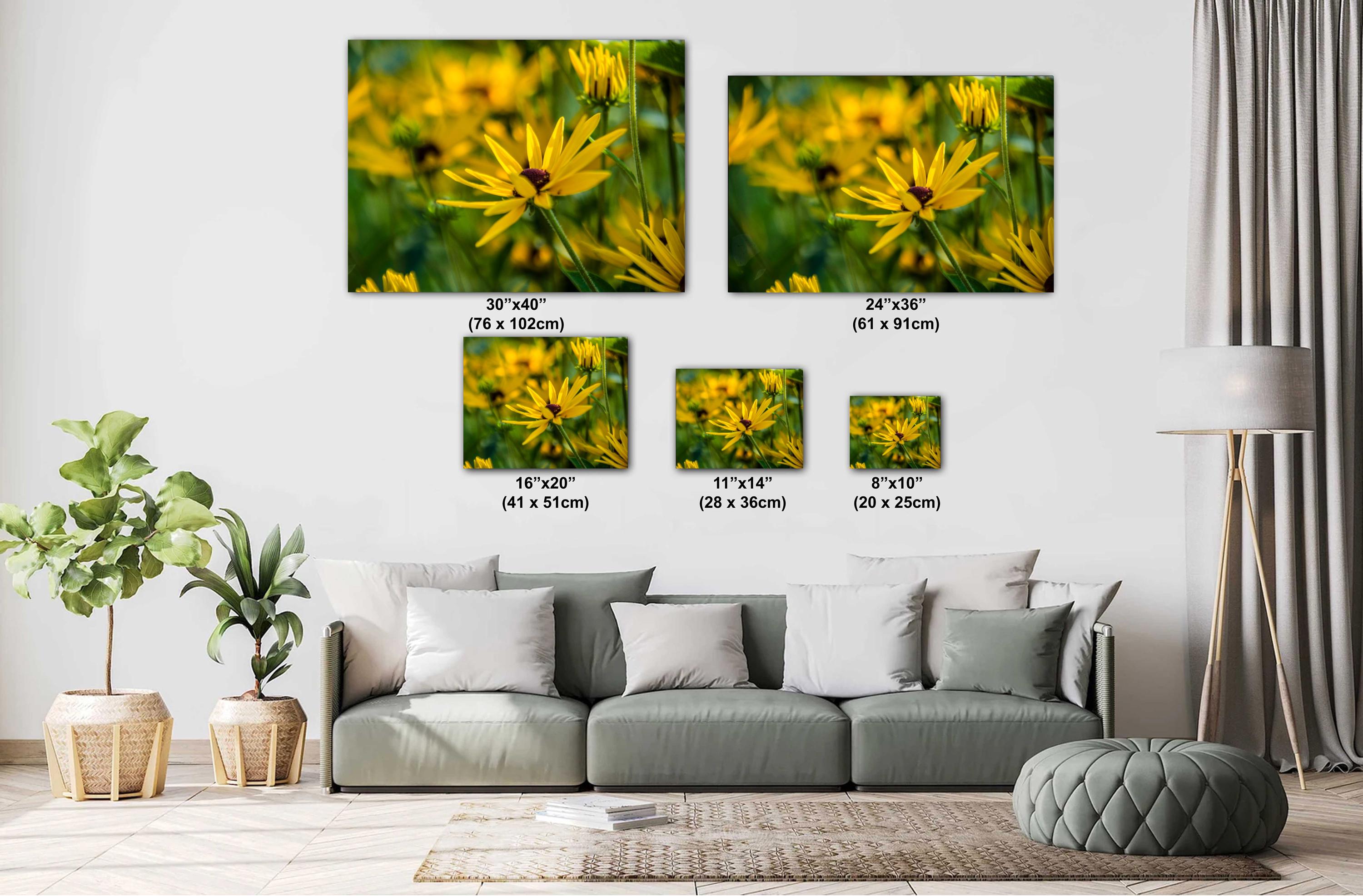 Yellow Coneflower Print - Wildflower Wall Art | Botanical Wall Decor & Floral Photography