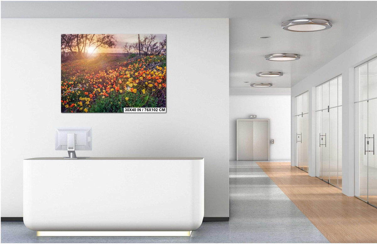 California Poppies Print - Colorful Floral Wall Art | Vibrant Wildflower Photography