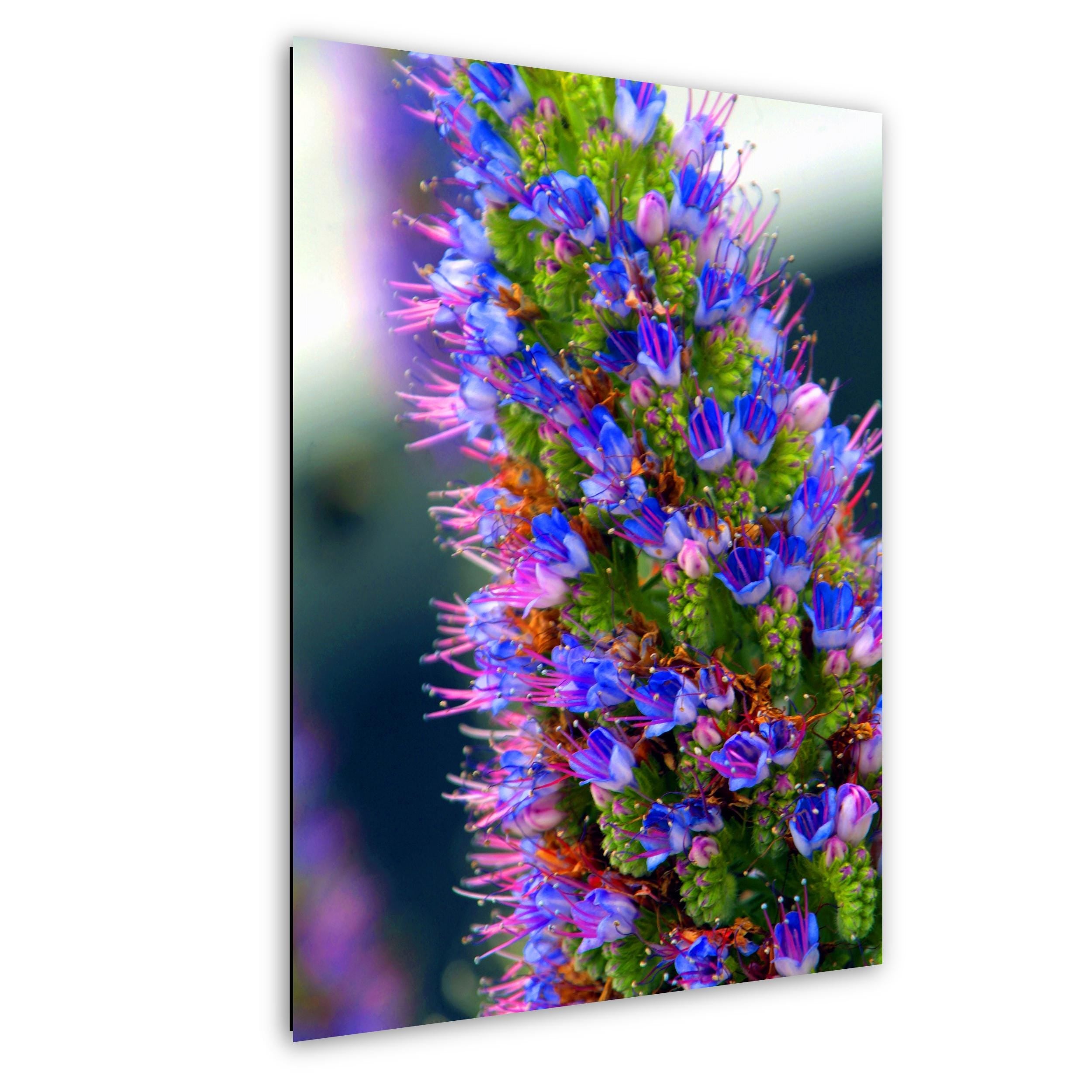 Texas Wildflower Wall Art – Colorful Floral Photography Print | Botanical Photo Print