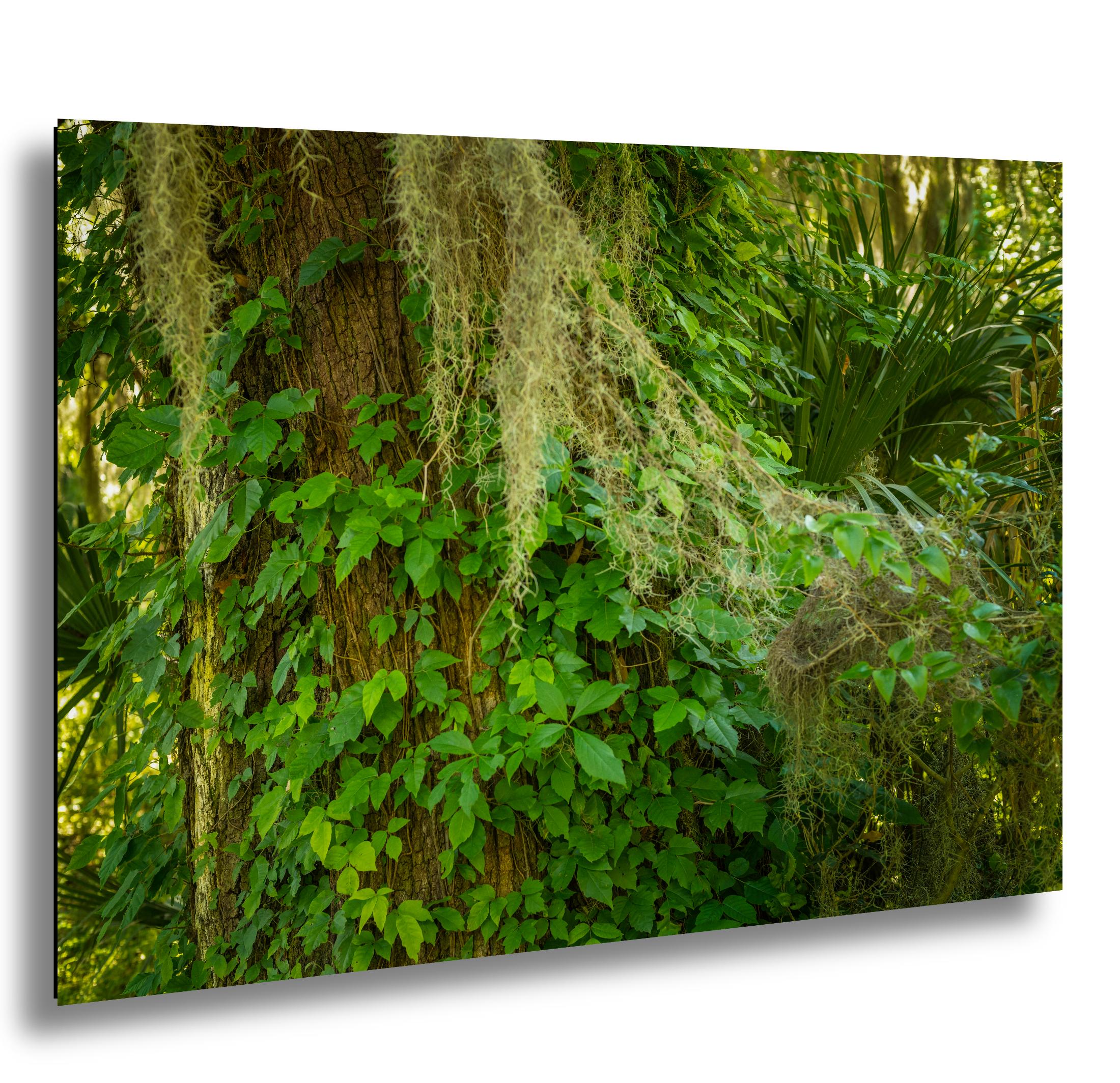 Savannah Photography Print – Southern Landscape Art | 12x18 Archival Paper Wall Decor