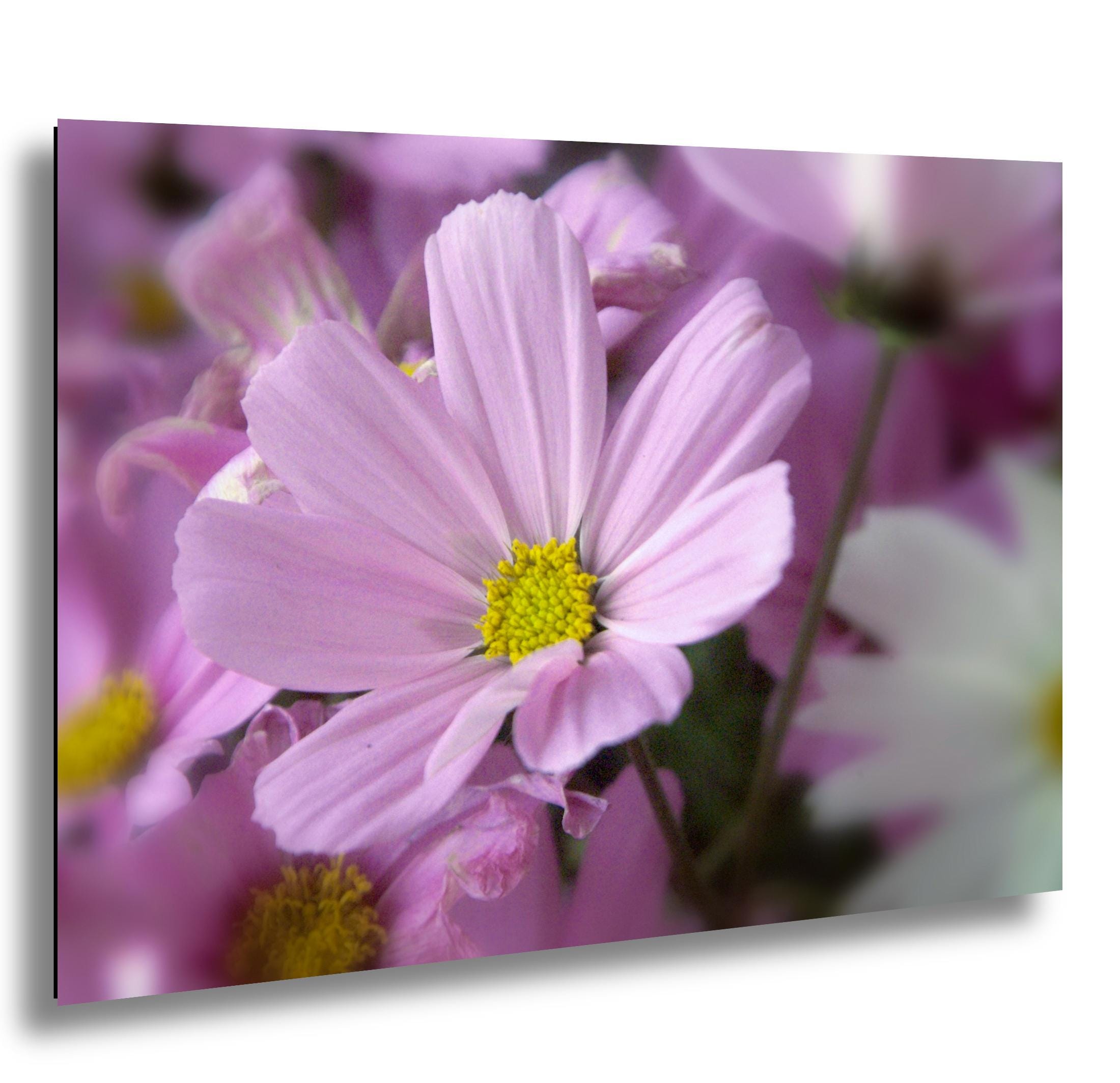 Floral Photography Print - Colorful Flower Wall Art for Living Room & Office Decor