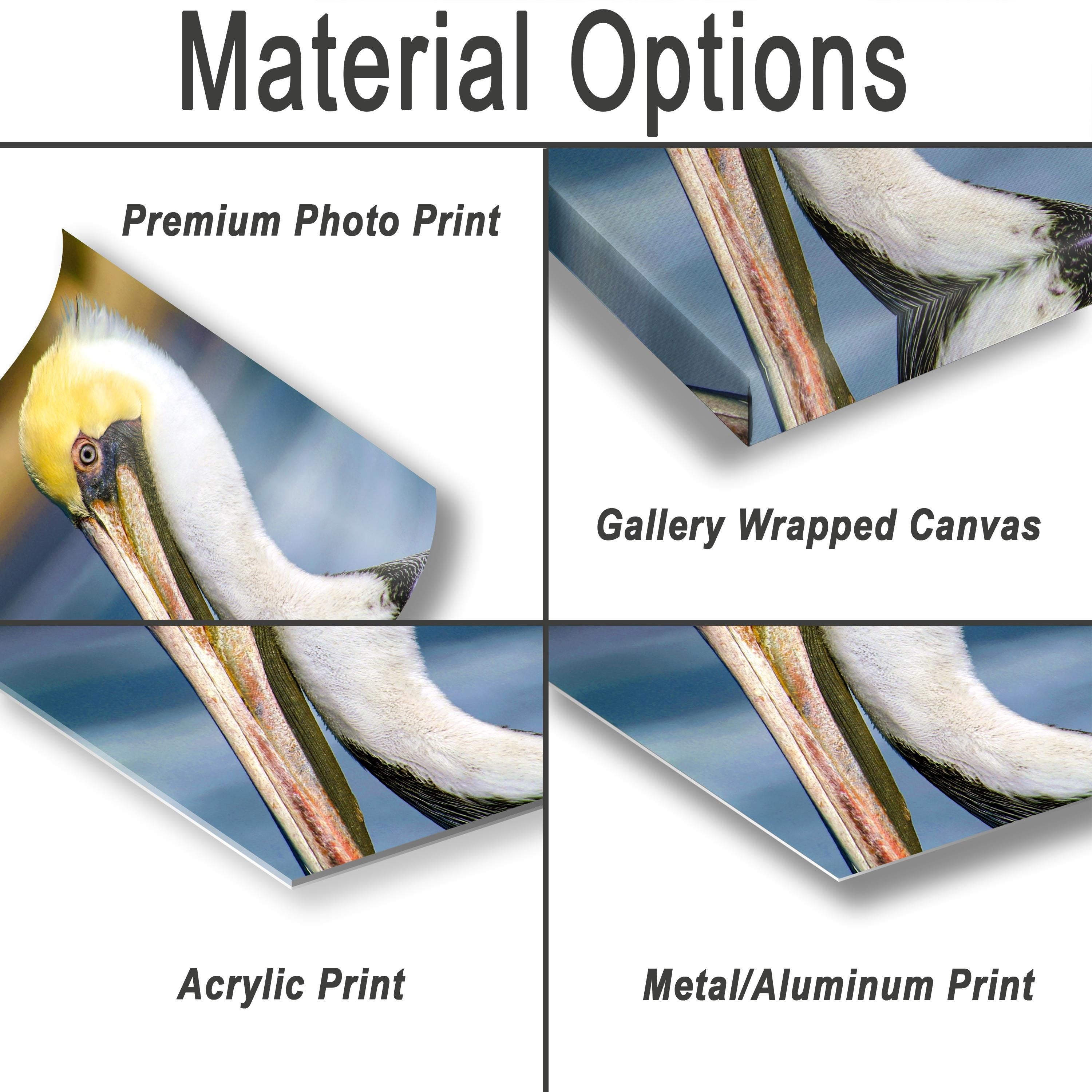 Pelican Wall Art - California Coastal Bird Photography Print | Wildlife Decor