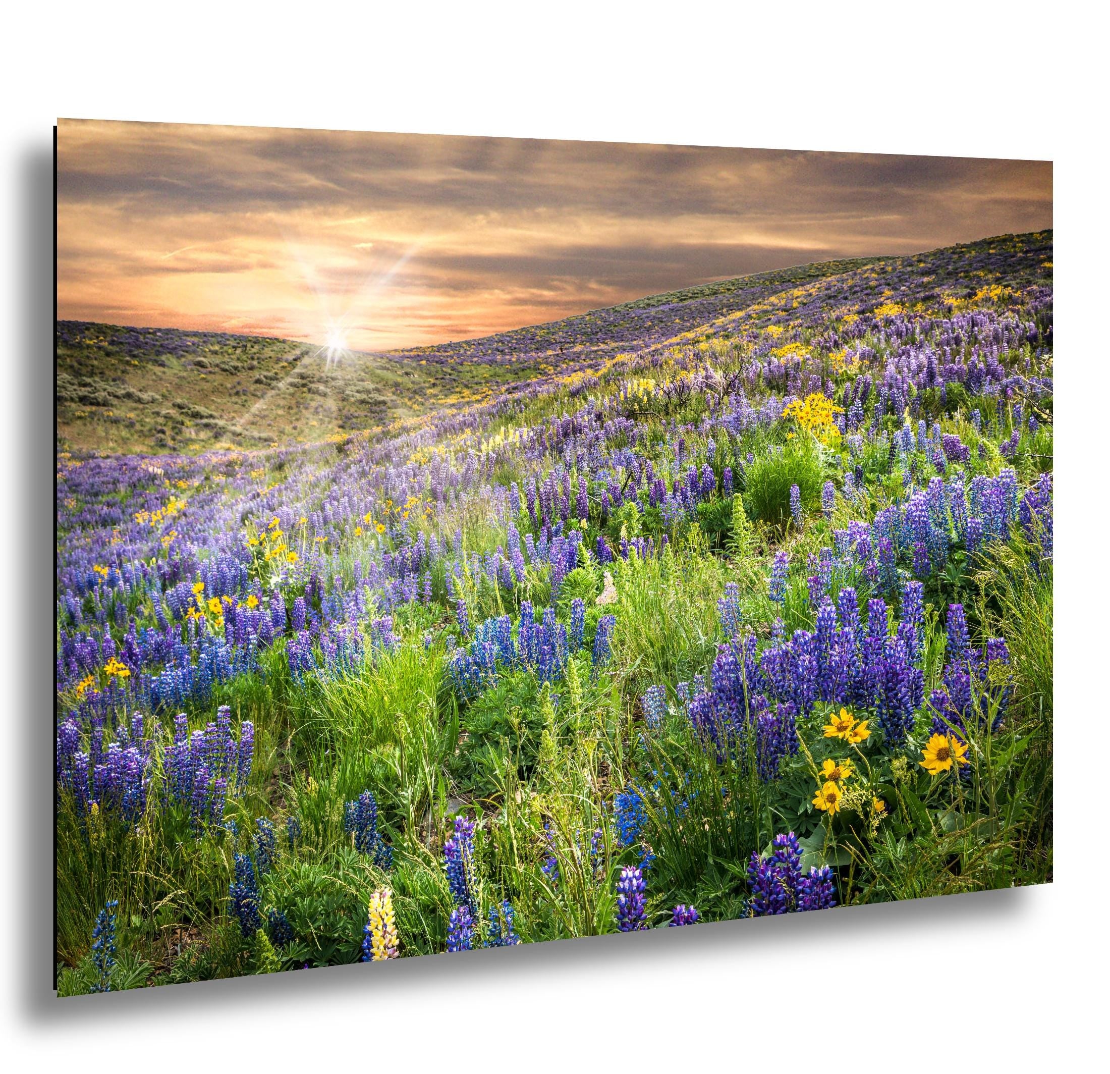 Lupine Flower Print – Colorful Idaho Floral Art | Vibrant Wildflower Photography Canvas