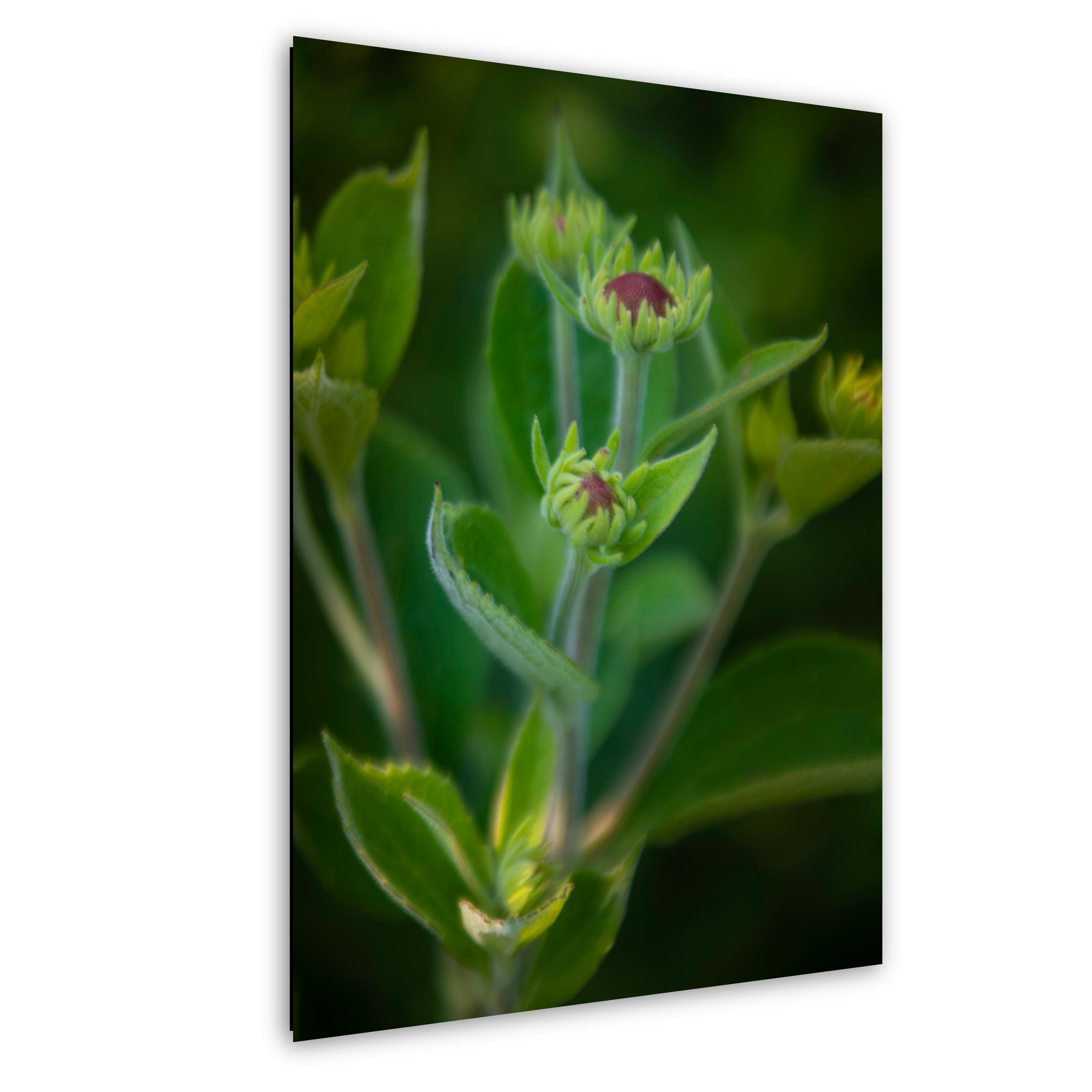 Yellow Coneflower Print – Wildflower Wall Art on Archival Paper for Garden Decor