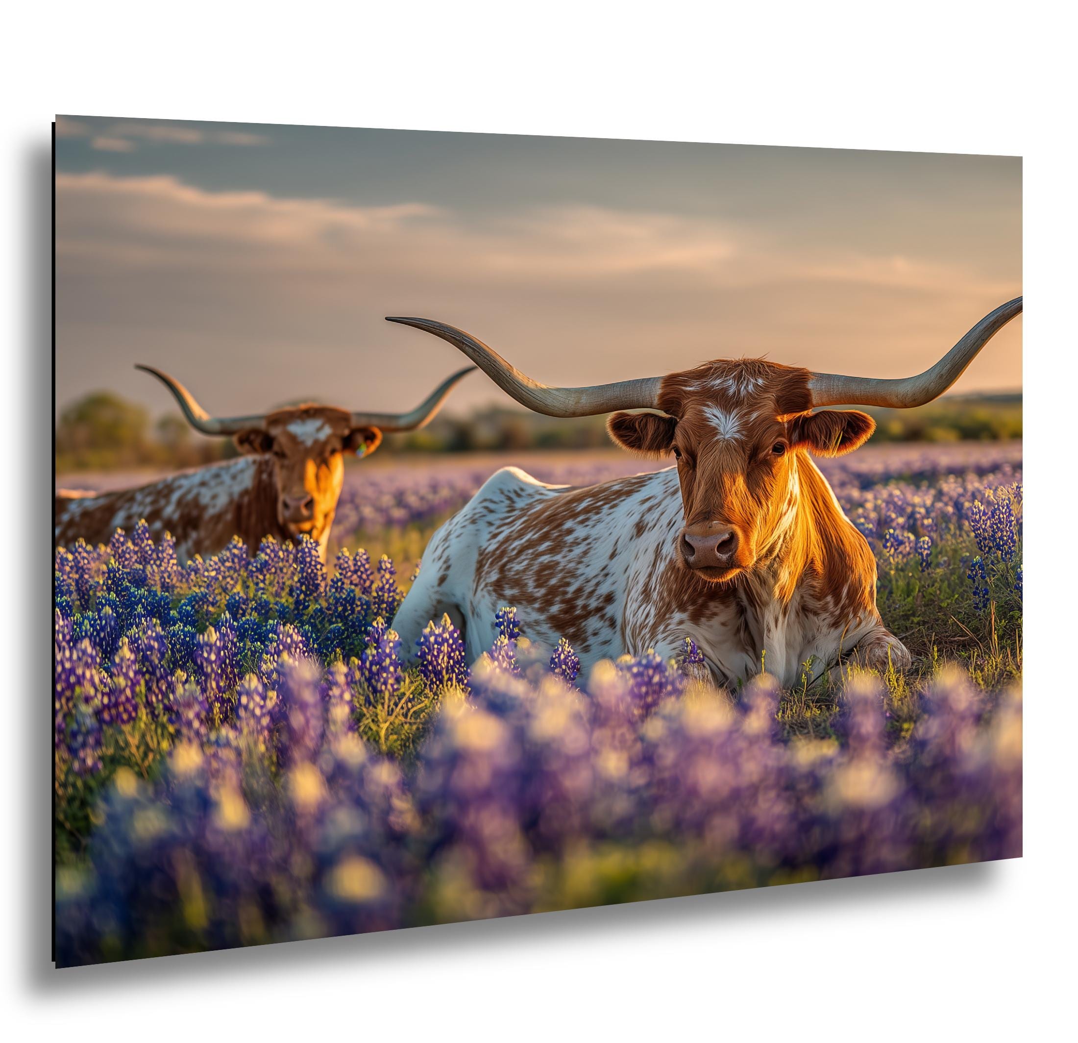 Longhorn Cattle Painting | Textured Rustic Wall Art With Bluebonnet Meadow Print