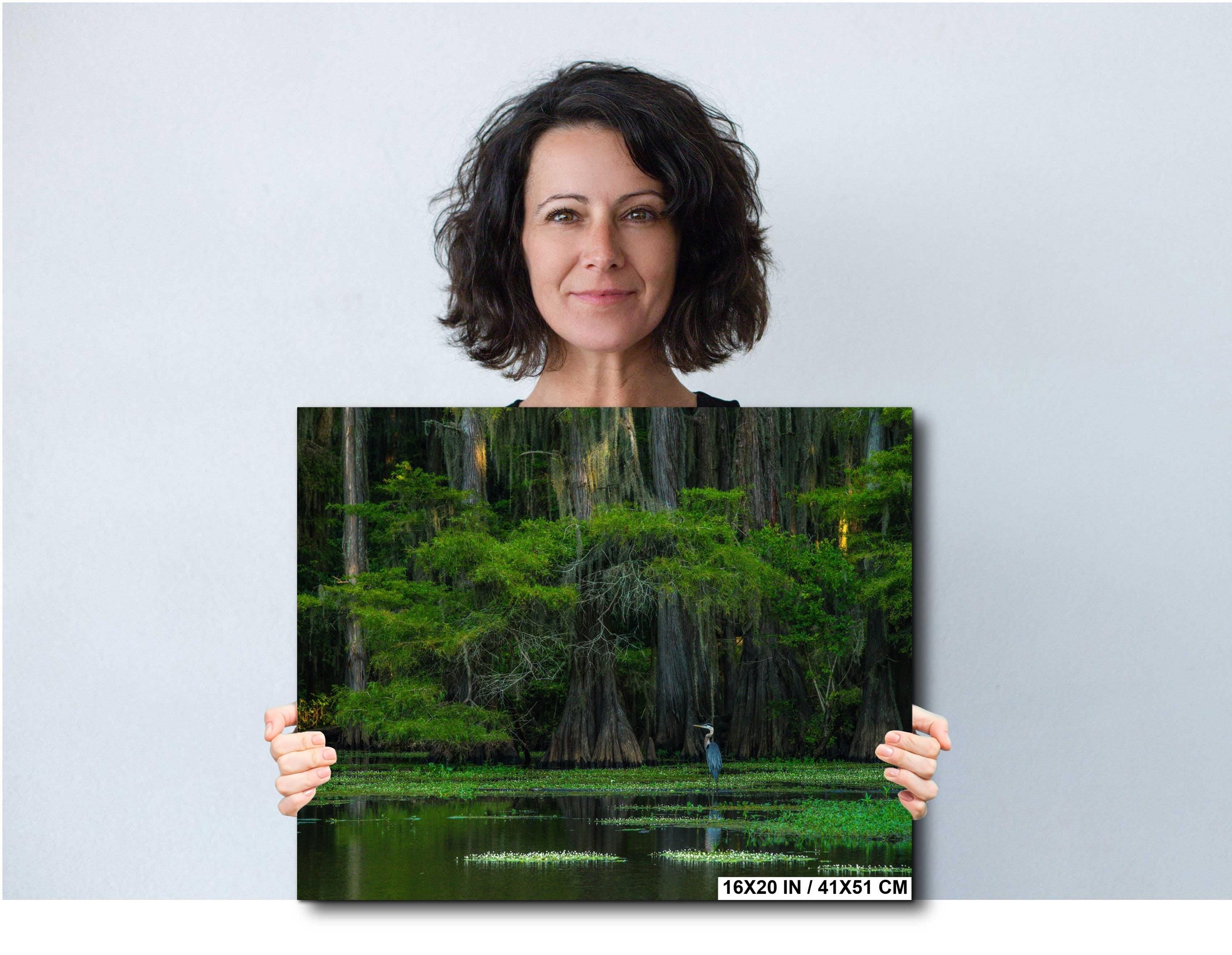 Caddo Lake Photography Print - Texas Bayou Cypress Heron Landscape Wall Art