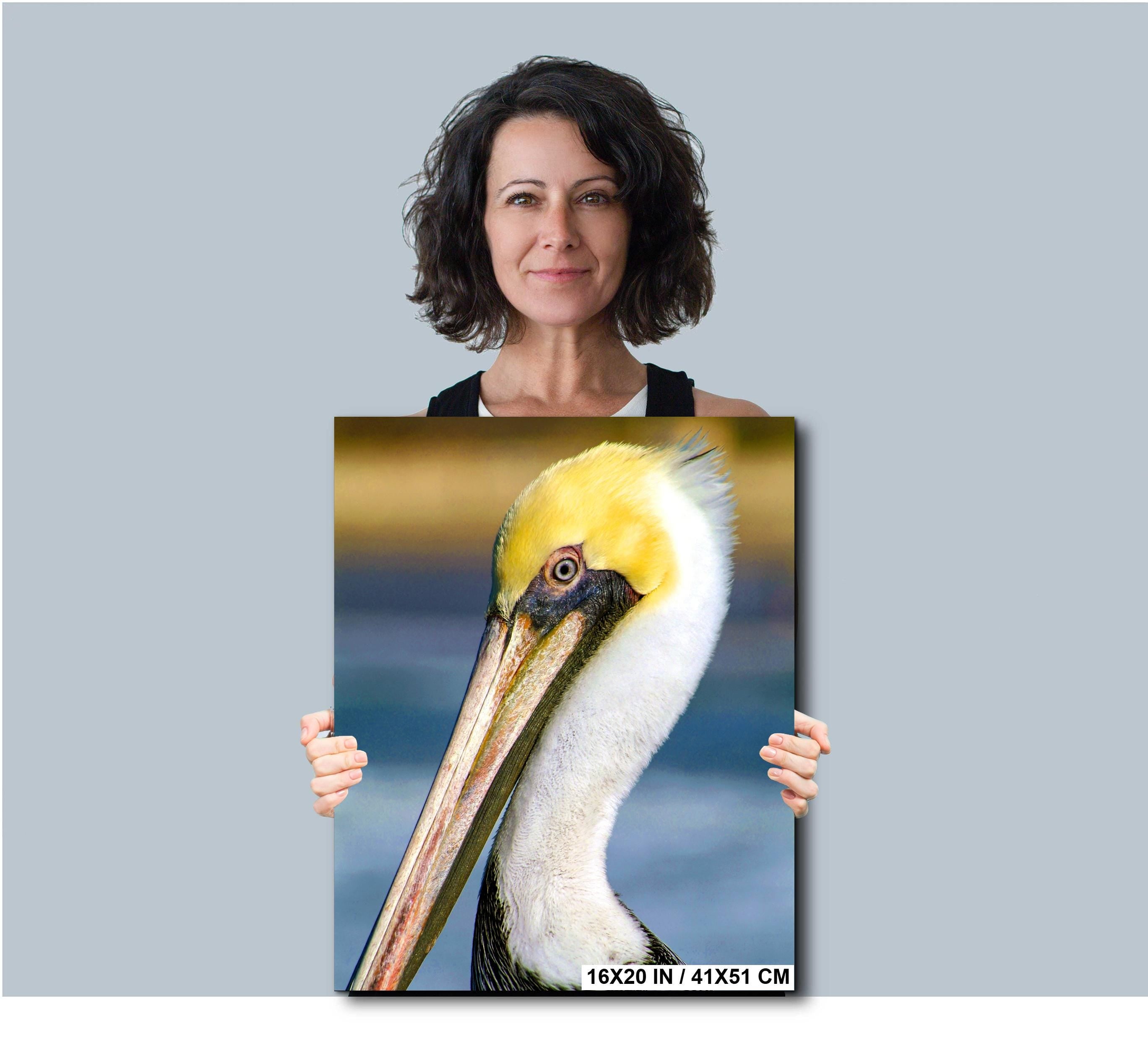 Pelican Wall Art - California Coastal Bird Photography Print | Wildlife Decor