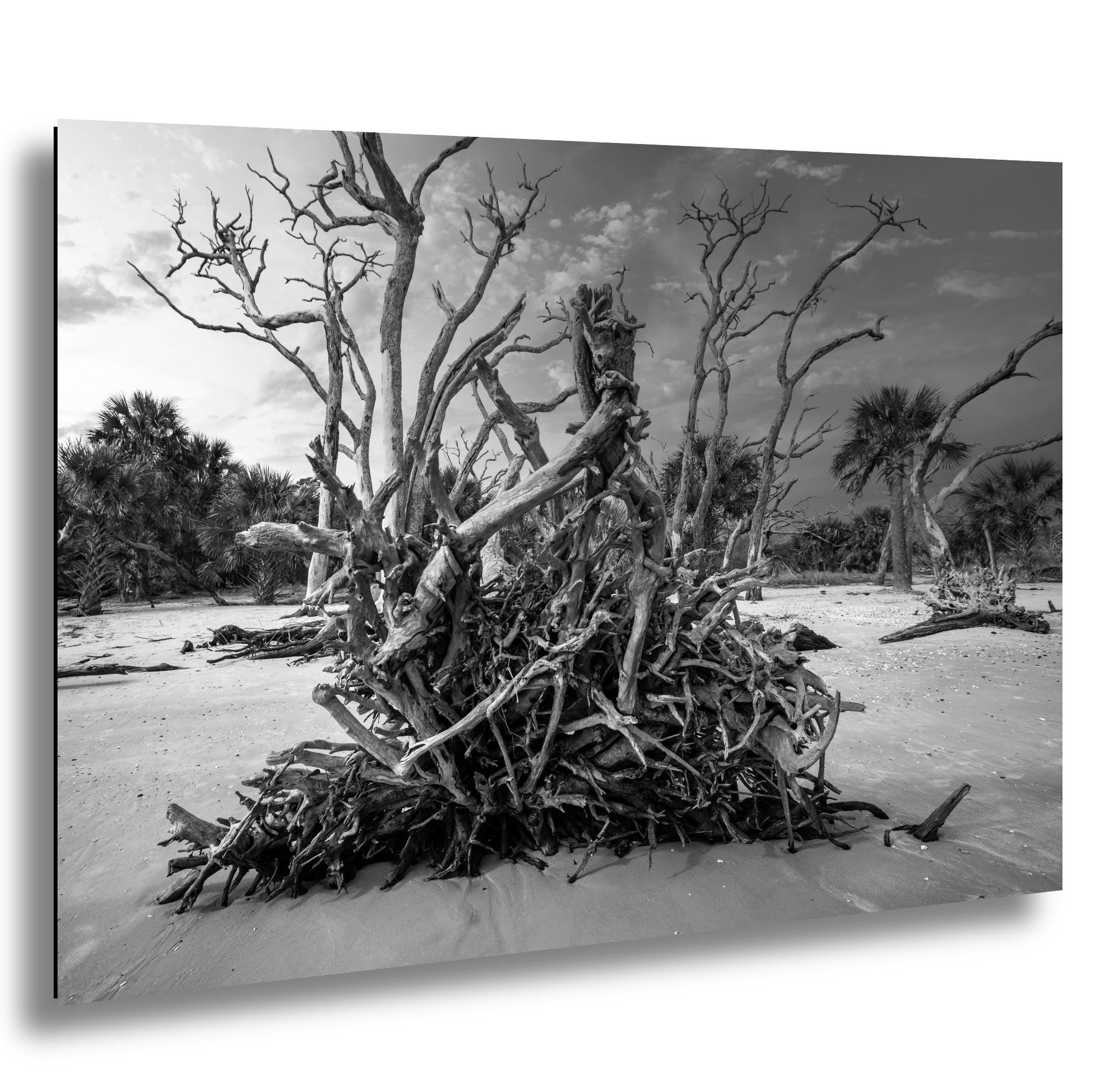 Driftwood Beach Photography Print – Coastal Wall Art With Georgia Beach Landscape