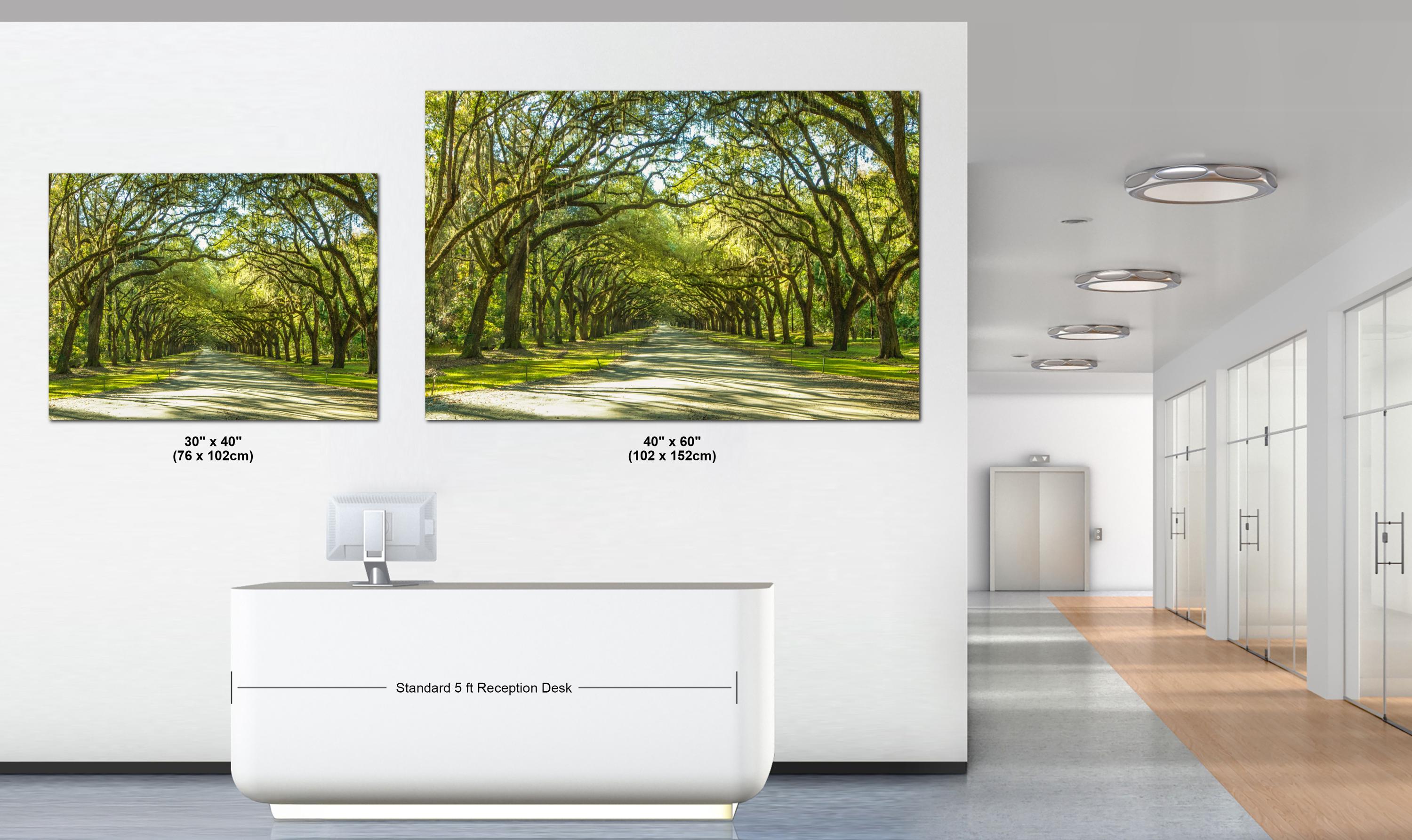 Savannah Photography Print – Wormsloe Plantation Art | Coastal Georgia Landscape