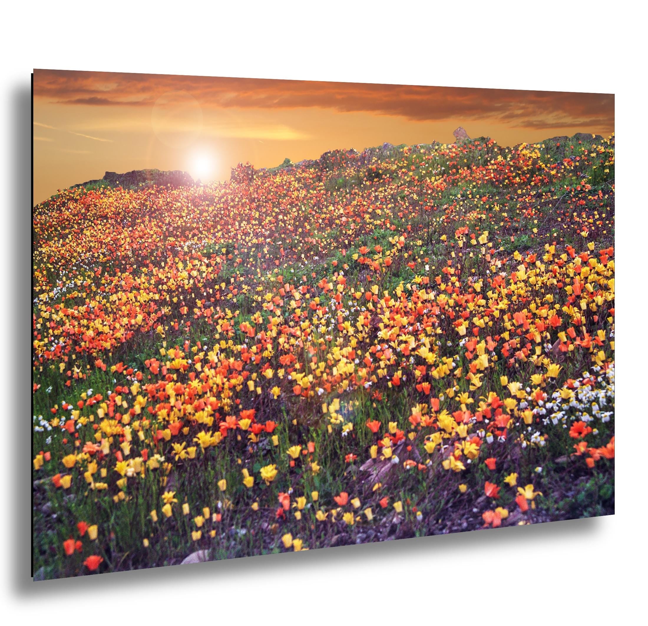 Floral Photography Print – California Poppies Botanical Wall Art Decor