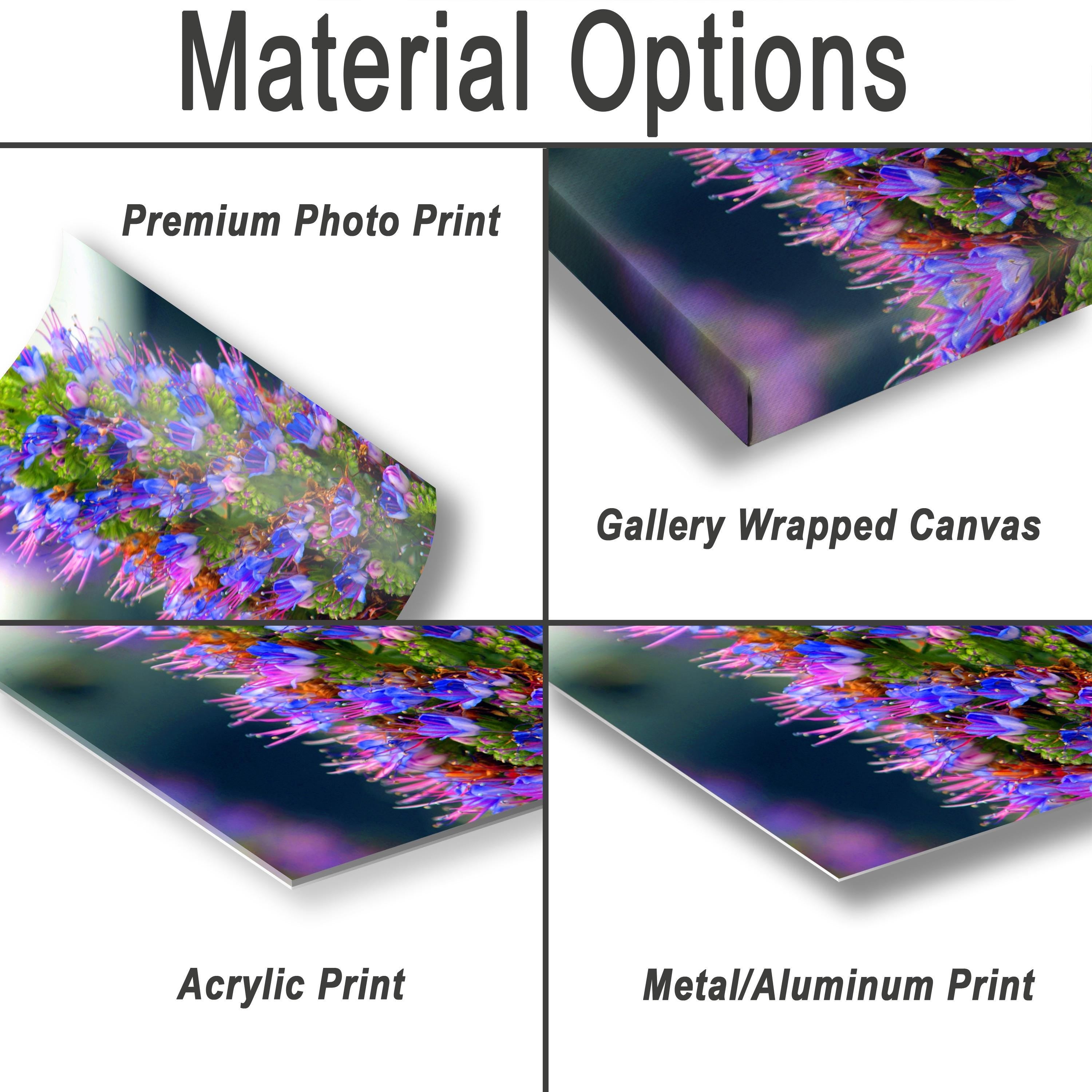 Texas Wildflower Wall Art – Colorful Floral Photography Print | Botanical Photo Print
