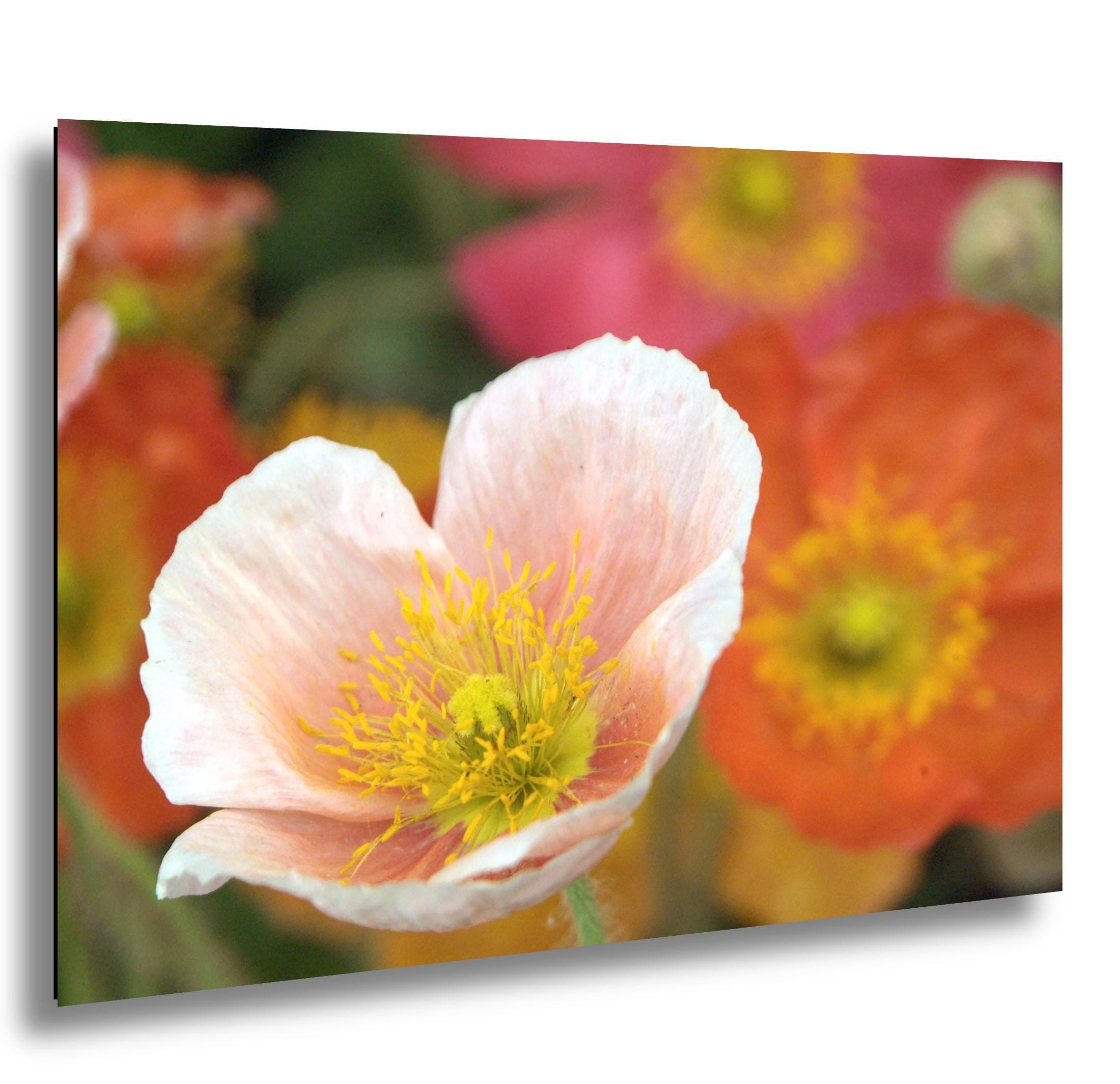 Floral Photography Print - Colorful Botanical Wall Art Decor | Vibrant Flower Home Decoration