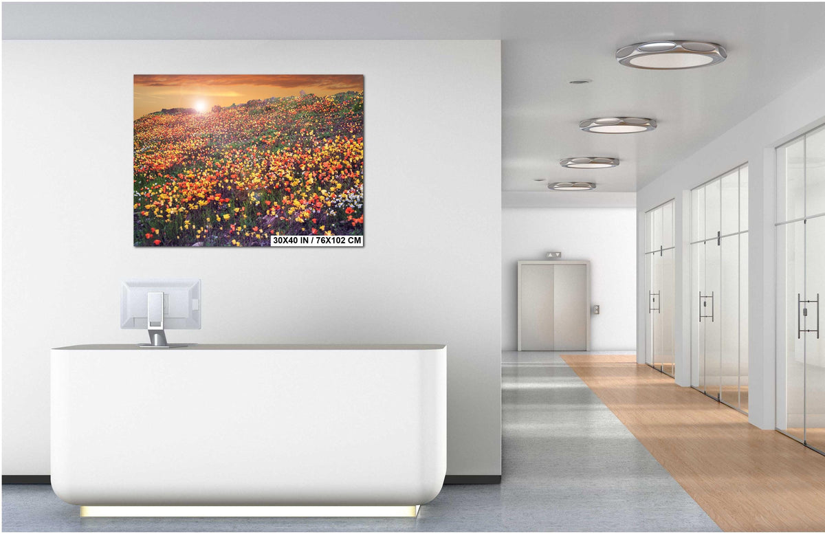Floral Photography Print – California Poppies Botanical Wall Art Decor