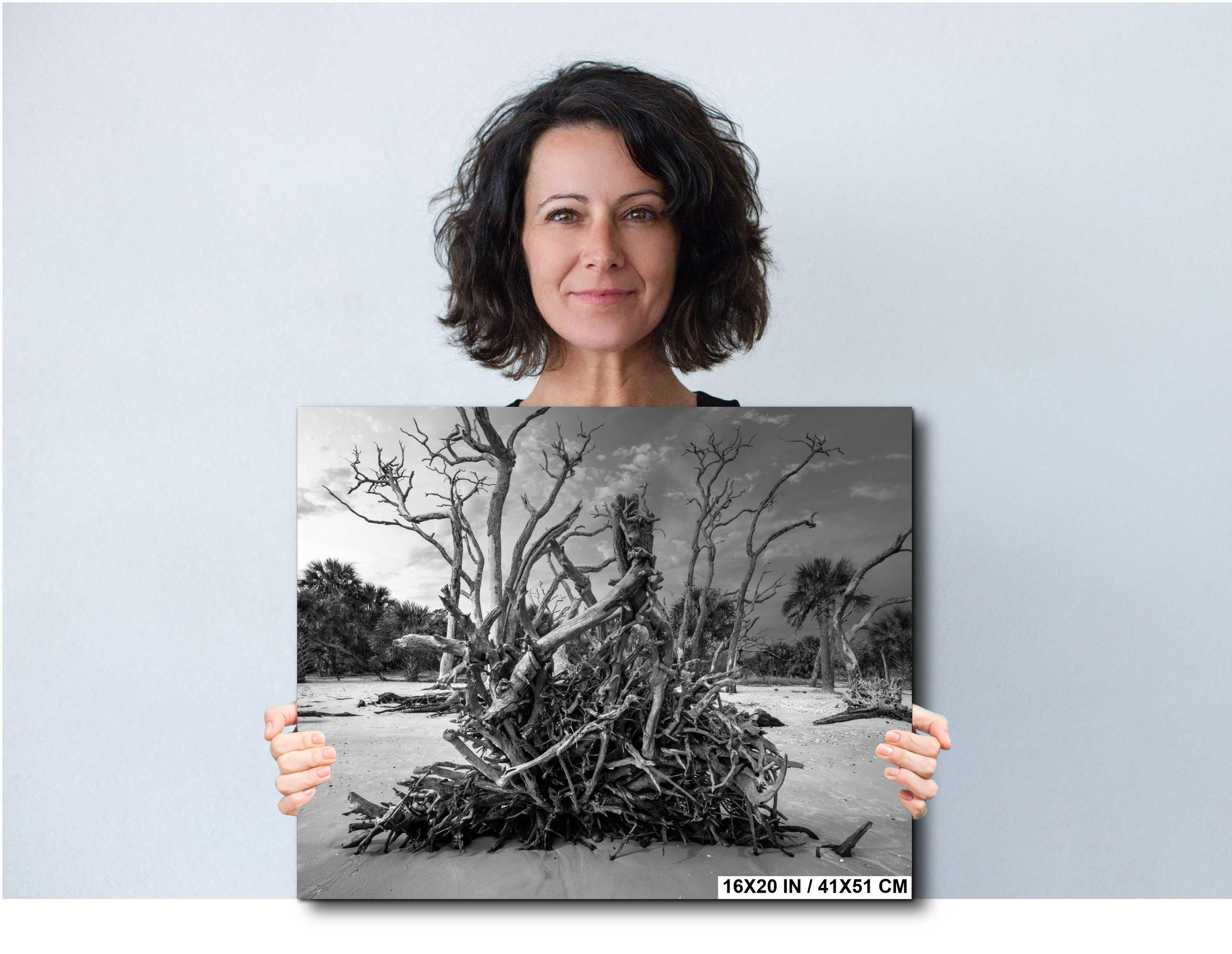 Driftwood Beach Photography Print – Coastal Wall Art With Georgia Beach Landscape
