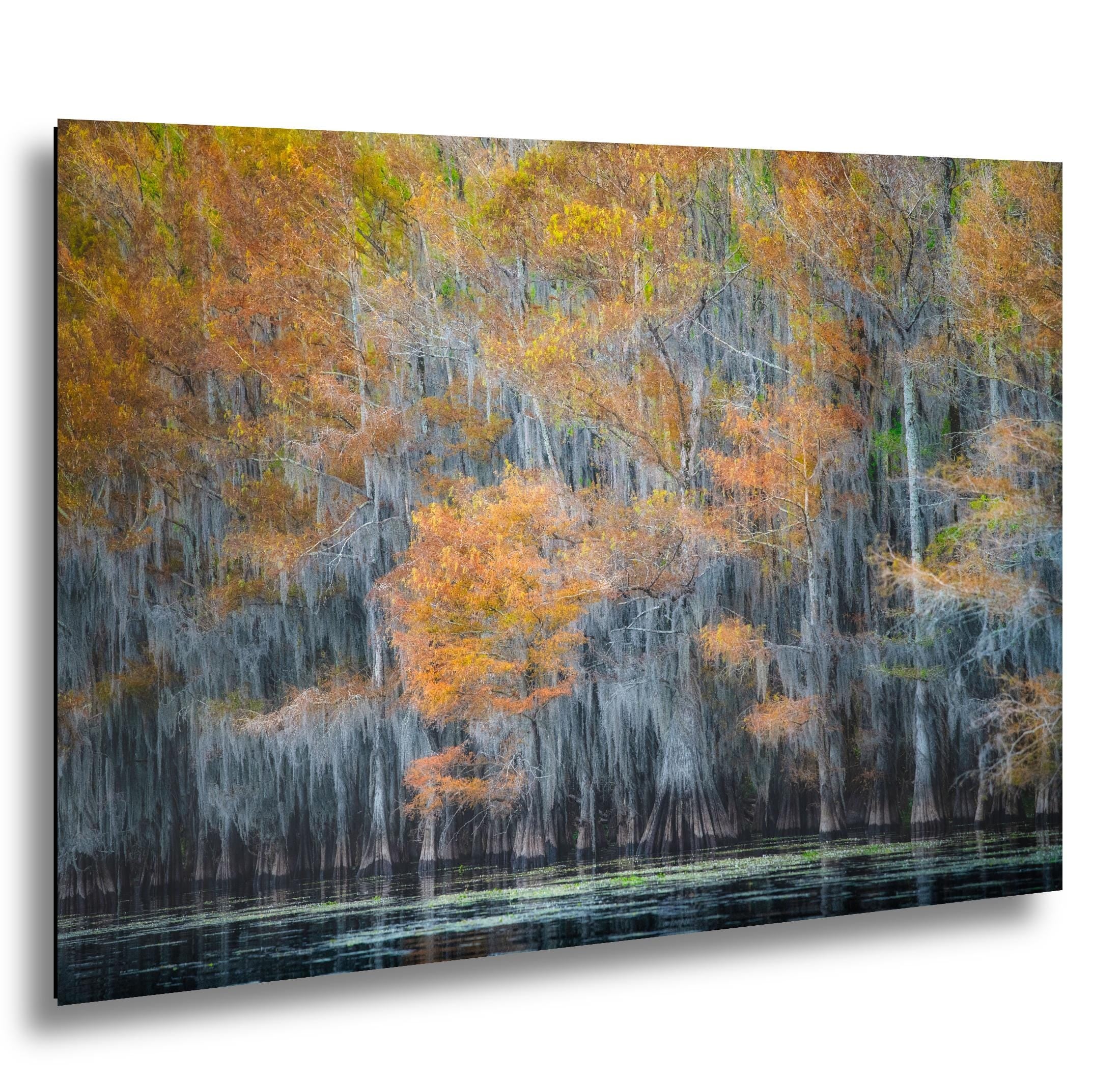 Lake Caddo Photography Print – Cypress Swamp Art | Texas Nature Decor