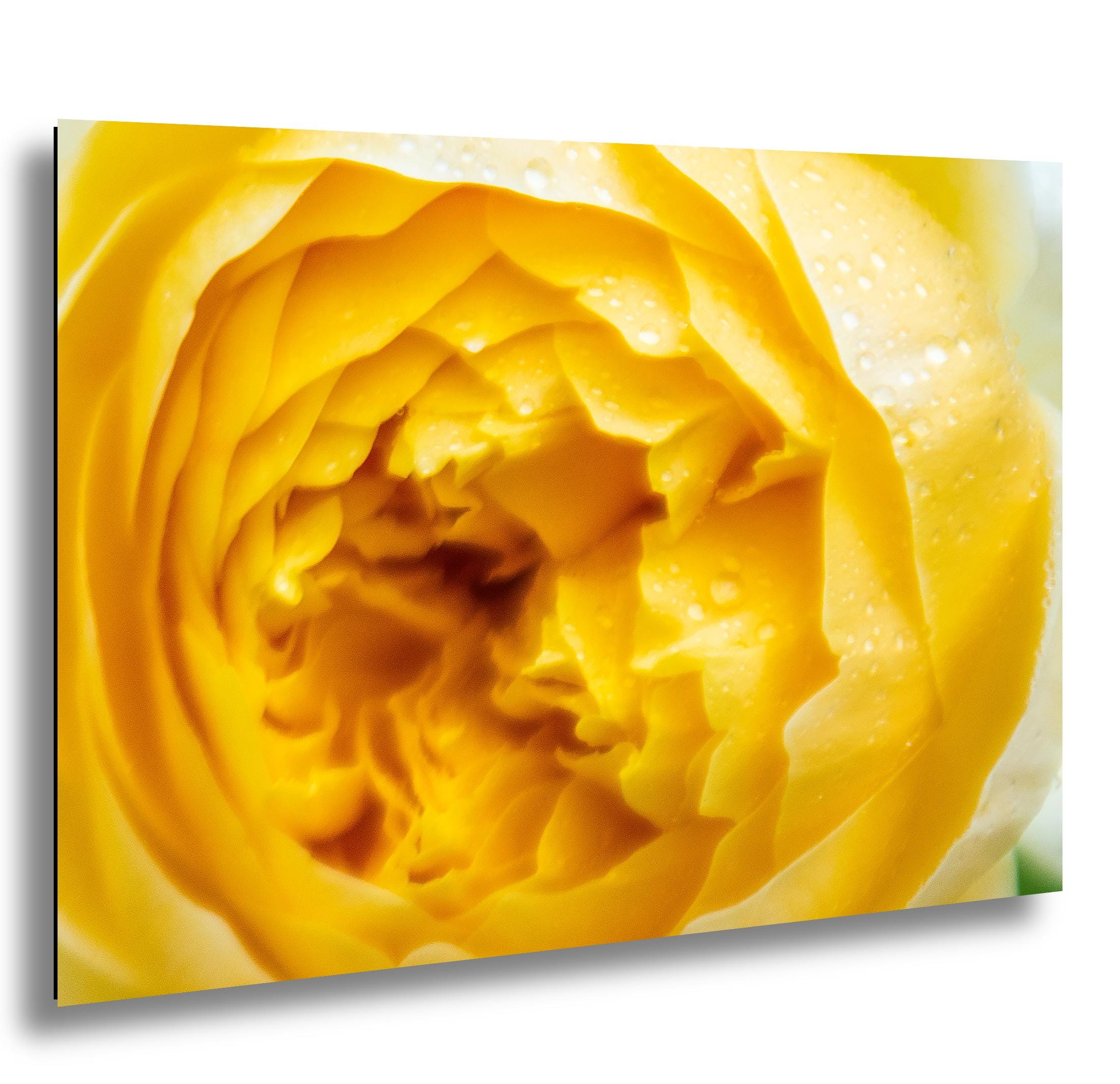Yellow Rose Wall Art – Vibrant Floral Photography Print | Modern Home Decor