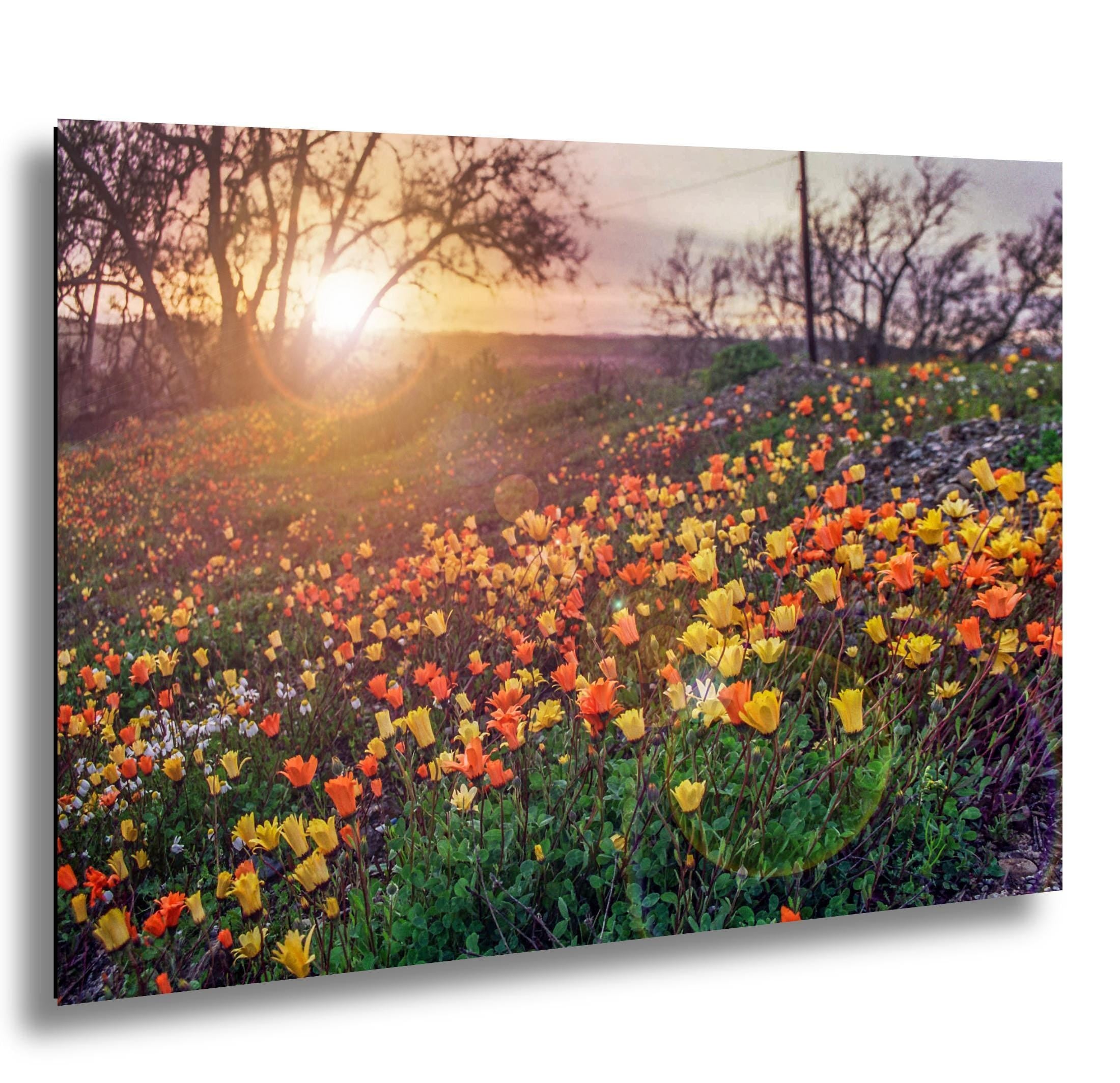 California Poppies Print - Colorful Floral Wall Art | Vibrant Wildflower Photography