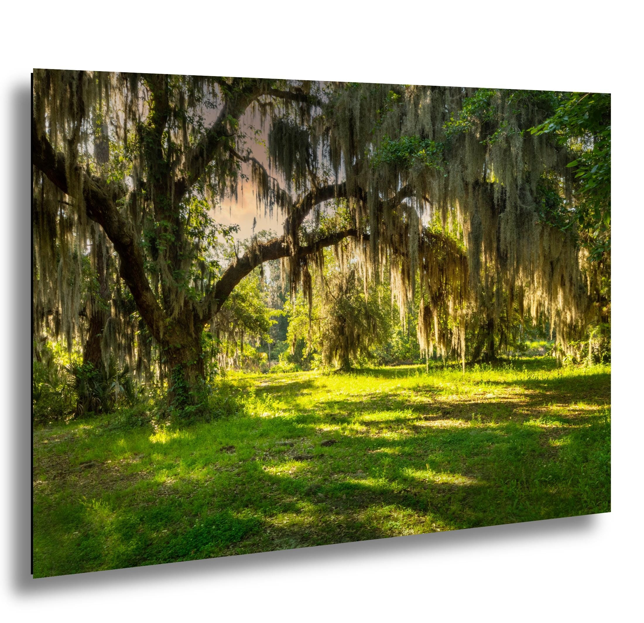 Savannah Georgia Photography - Abandoned Farm Photo | Southern Landscape Art Print