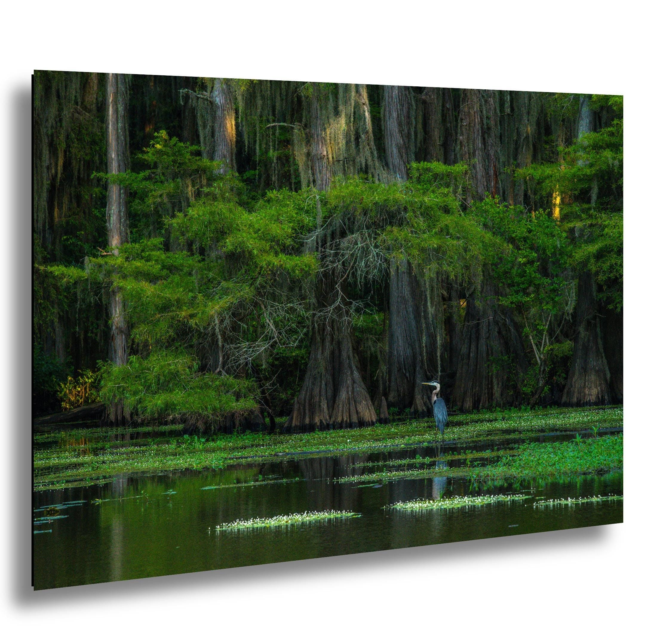 Caddo Lake Photography Print - Texas Bayou Cypress Heron Landscape Wall Art