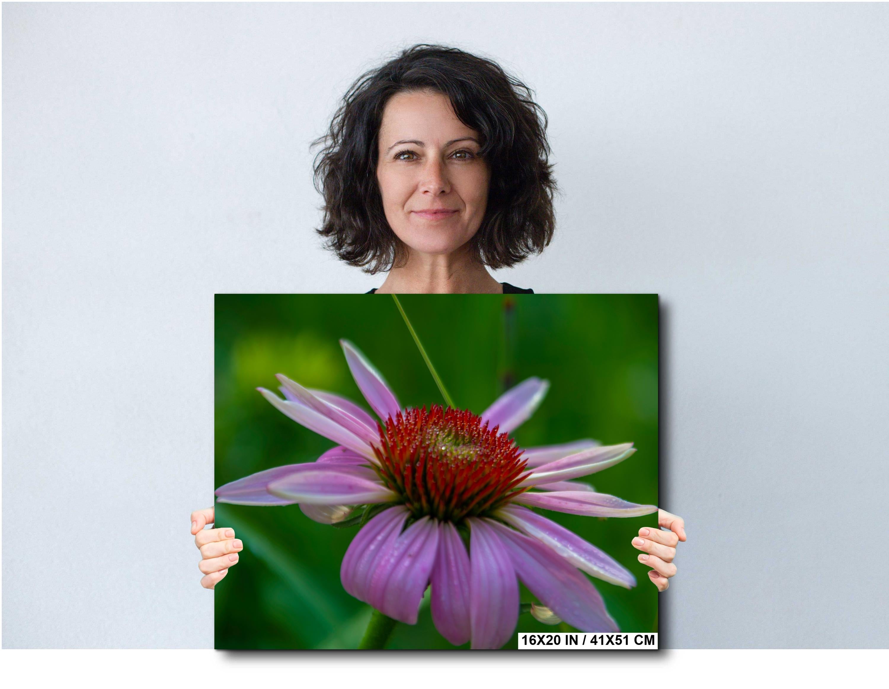 Purple Coneflower Print – Floral Wall Art | Scenic Botanical Decor