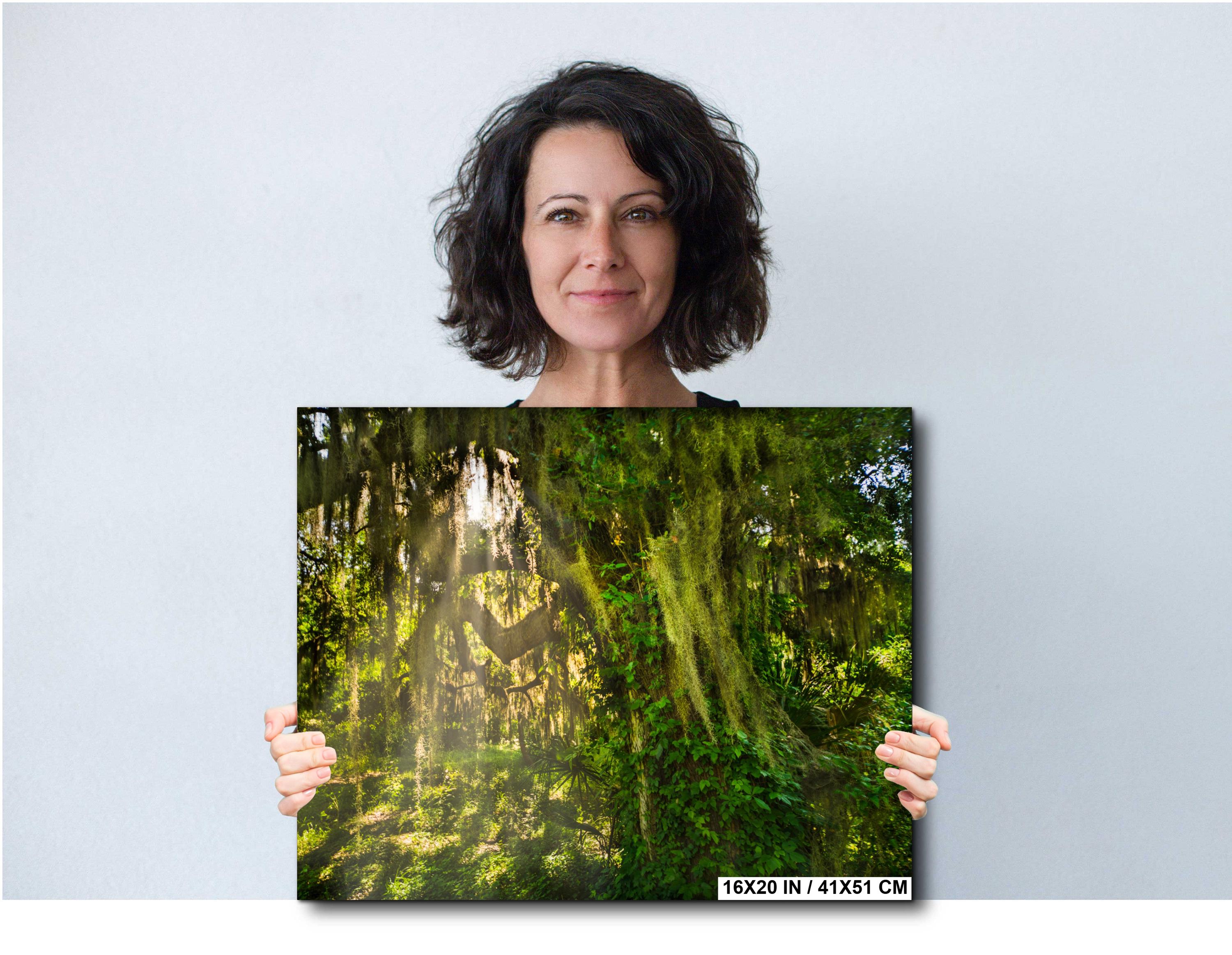Savannah Photography Print – Southern Woods Art with Spanish Moss Wall Decor