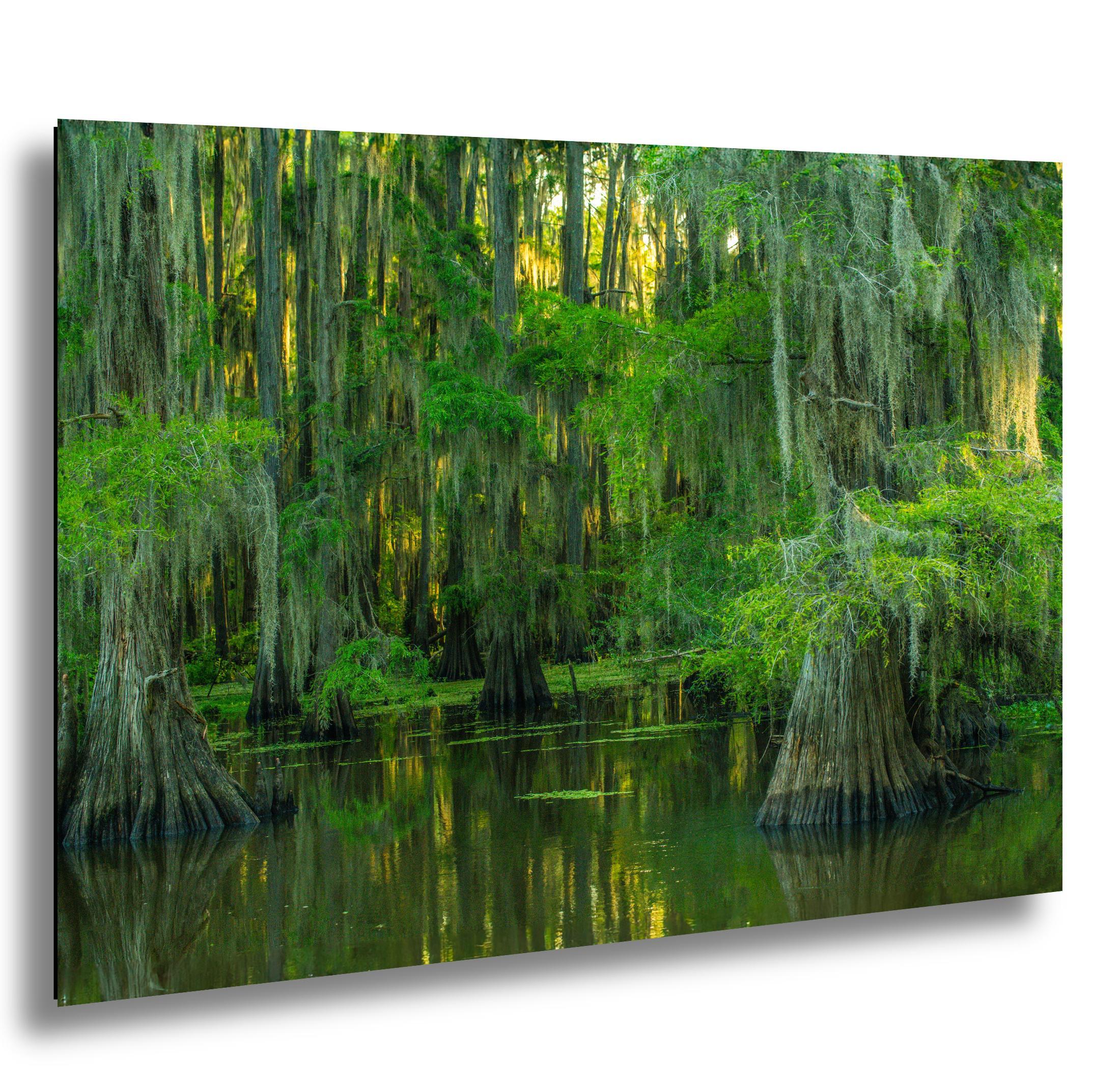 Texas Landscape Art – Cypress Swamp Photography Print | Misty Trees & Spanish Moss