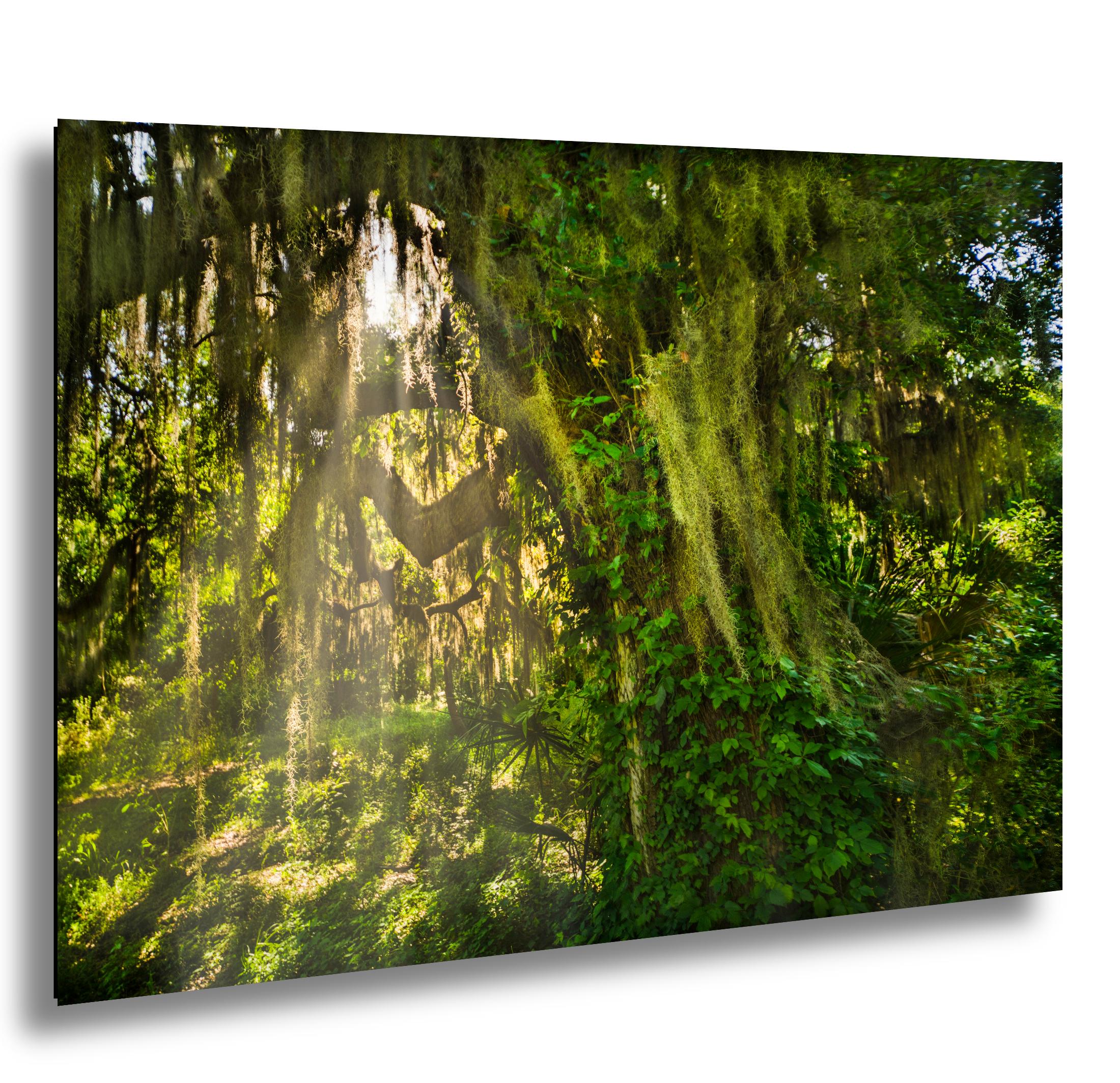 Savannah Photography Print – Southern Woods Art with Spanish Moss Wall Decor