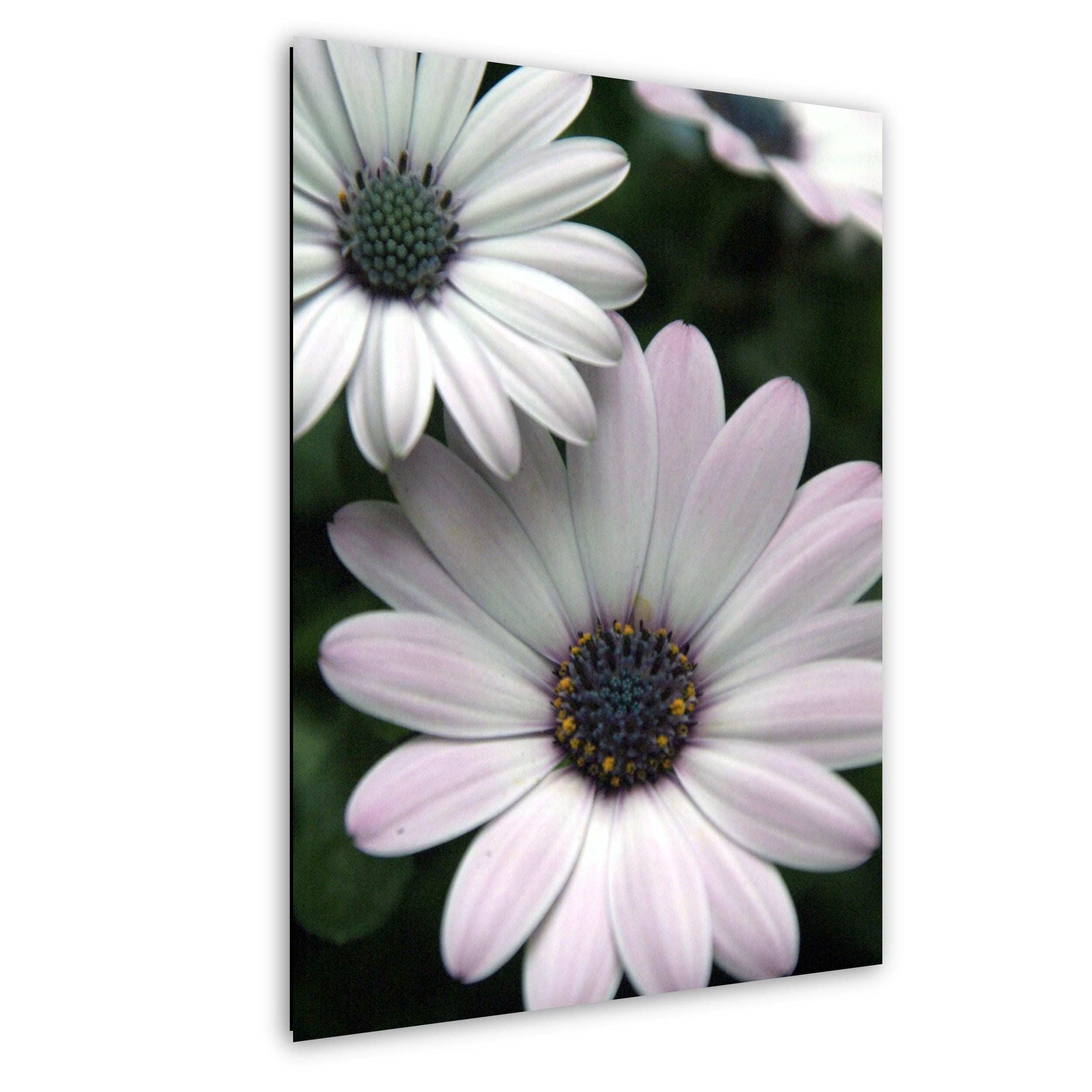 Floral Photography Print – Colorful Botanical Wall Art | Modern Garden Decor