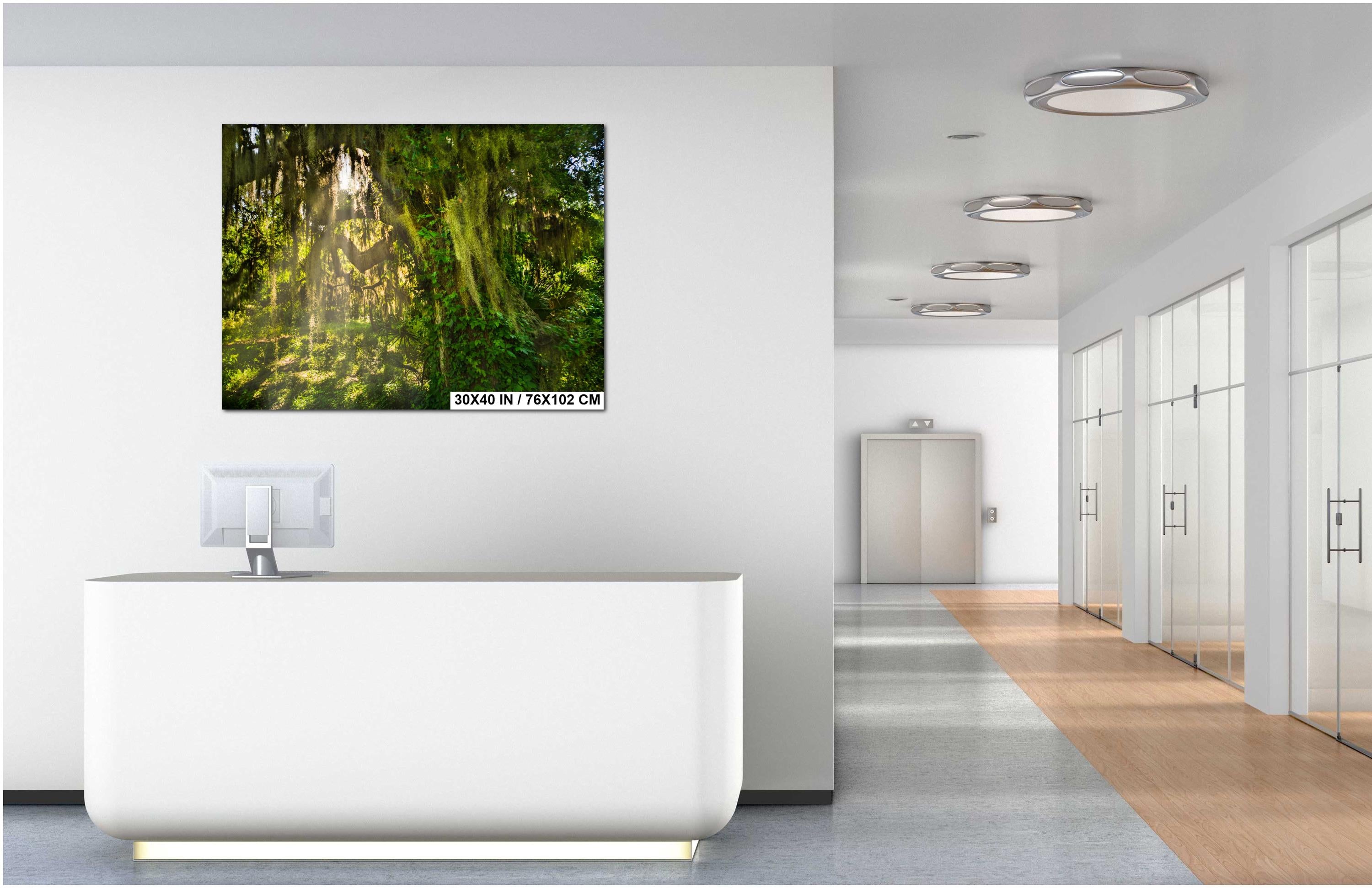 Savannah Photography Print – Southern Woods Art with Spanish Moss Wall Decor