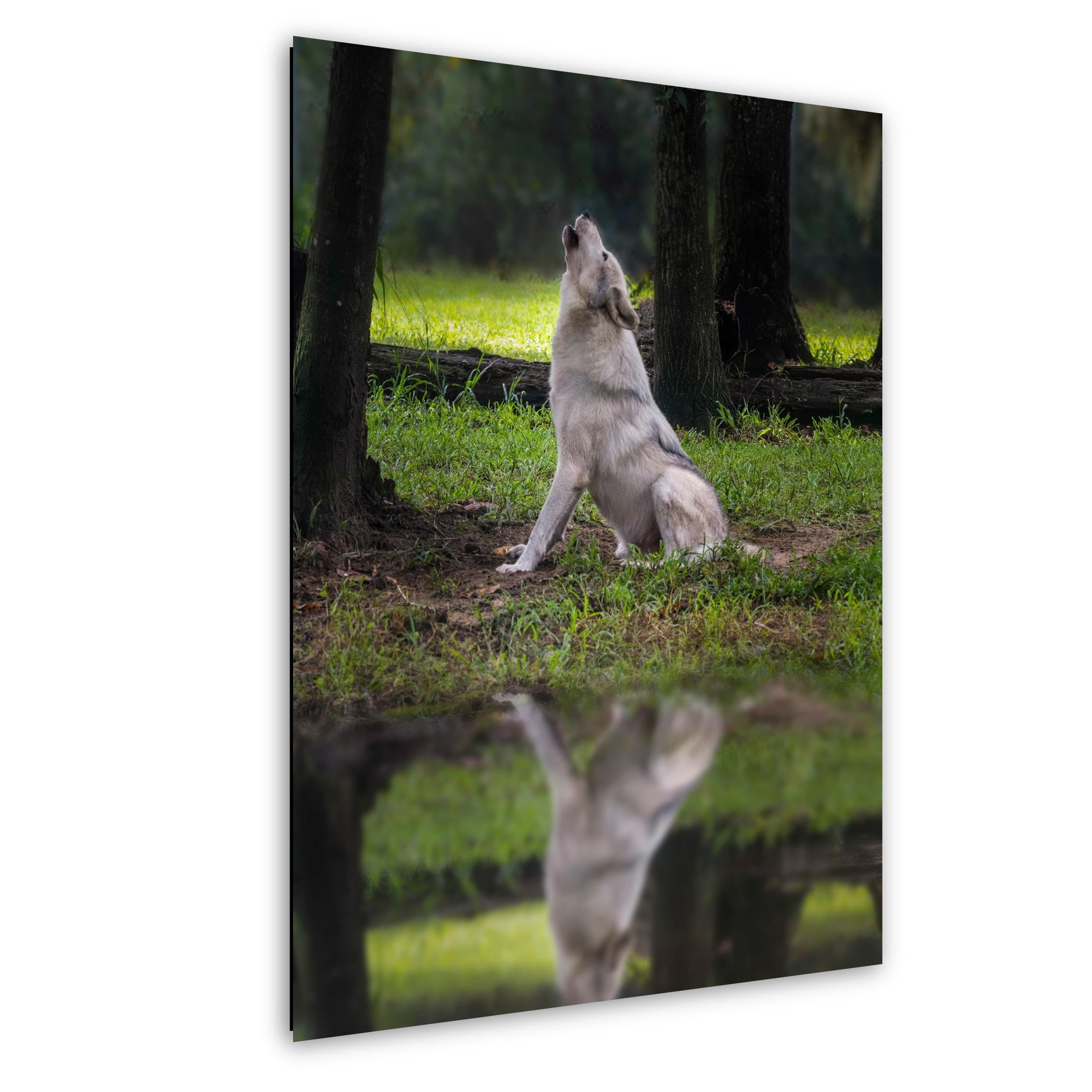 Gray Wolf Art Print - Wildlife Photography Print | Coastal Forest Decor