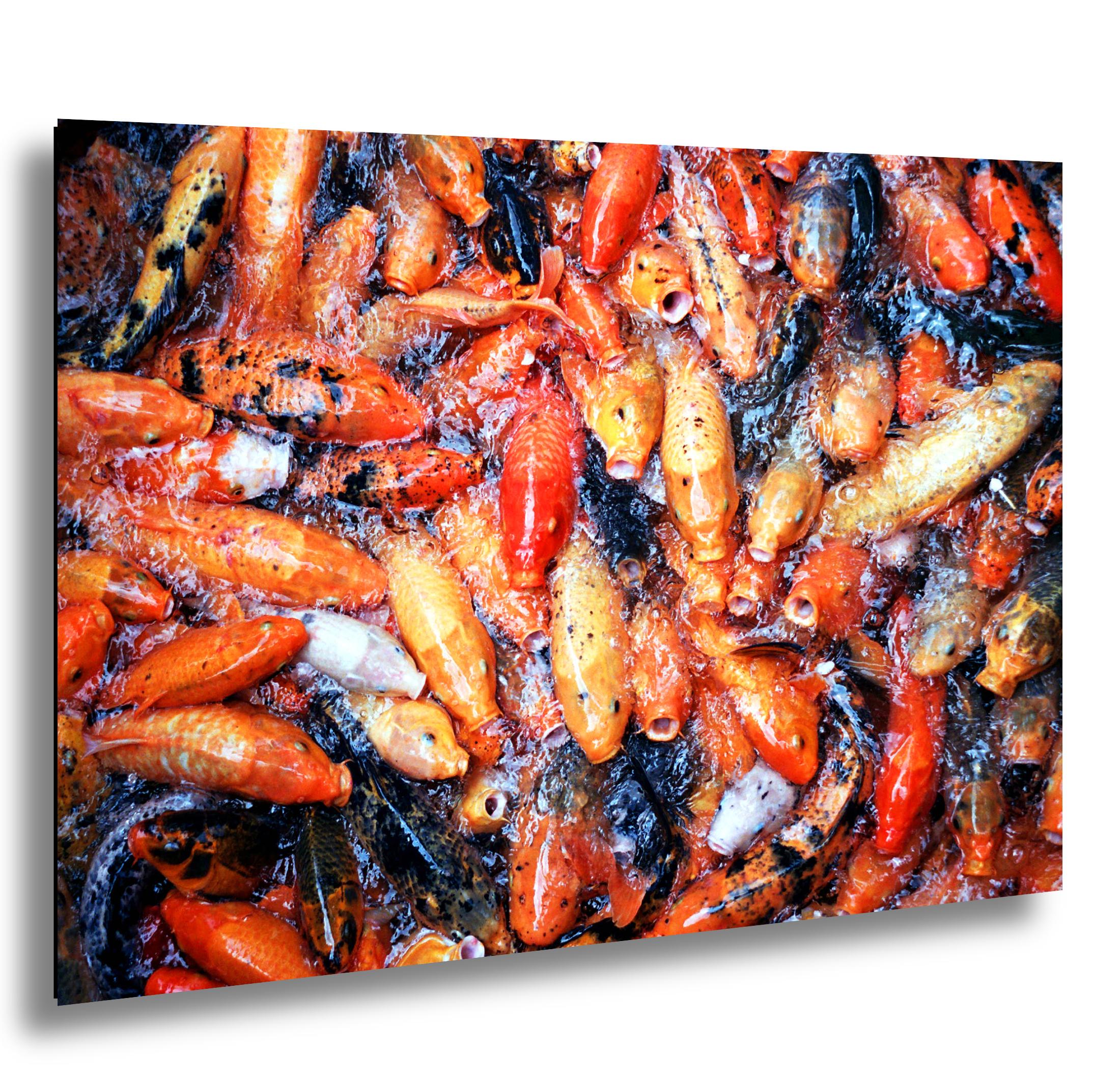 Hawaiian Koi Art Print – Serene Temple Garden Wall Art with Tranquil Koi Fish Decor