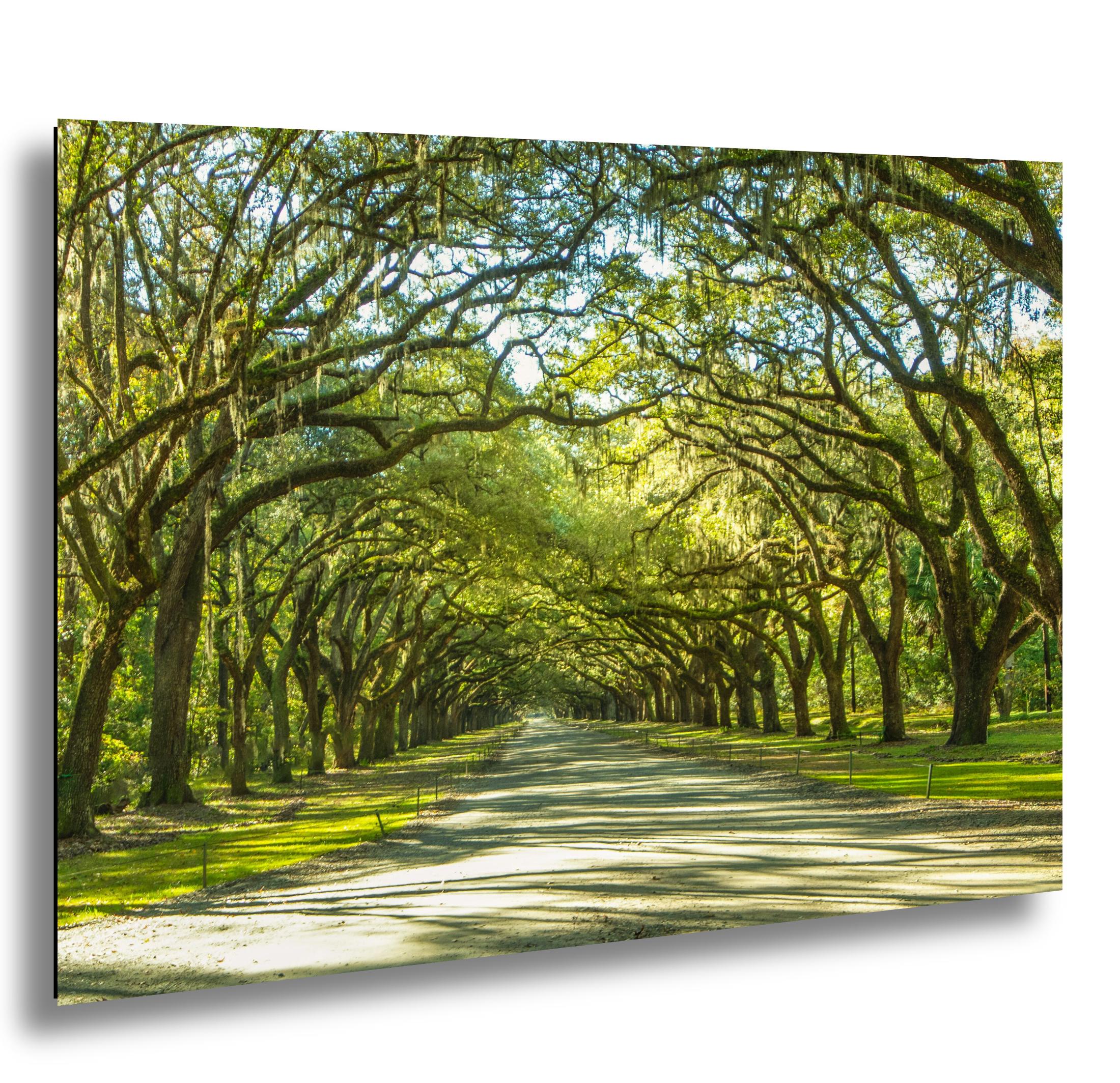 Savannah Photography Print – Wormsloe Plantation Art | Coastal Georgia Landscape