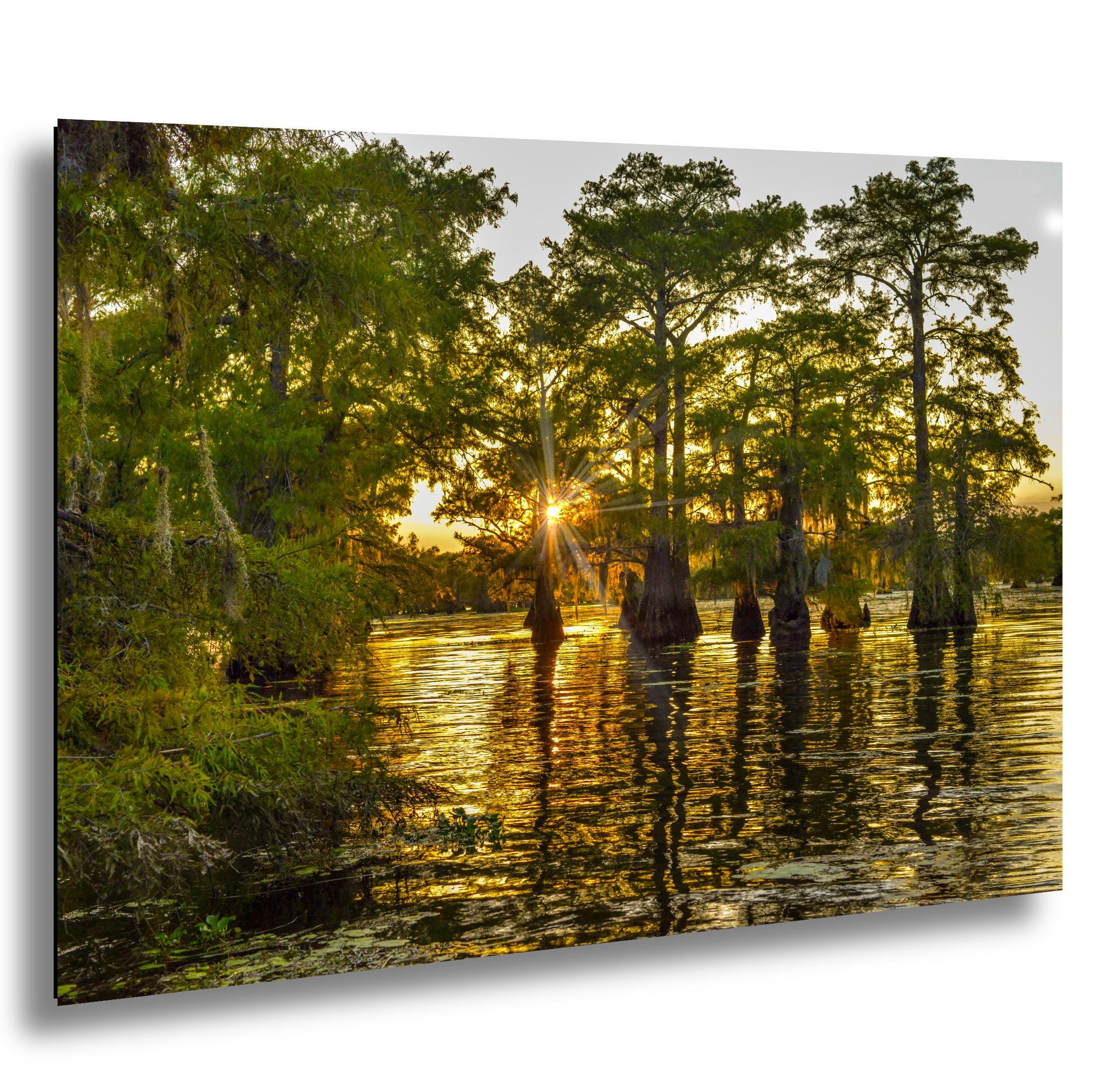 Caddo Lake Photography Print – Texas Swamp Art | Bayou Landscape Wall Decor