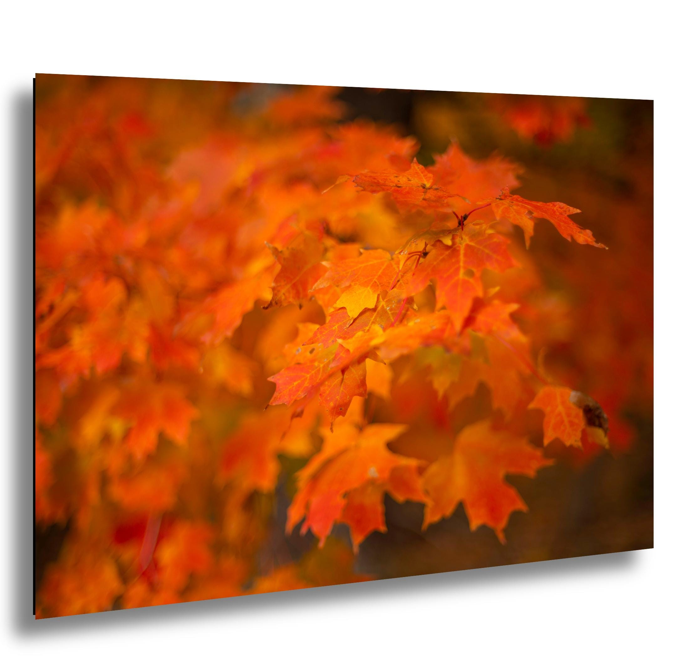 Adirondack Autumn Print - Vibrant Fall Foliage Art | Scenic Forest Artwork