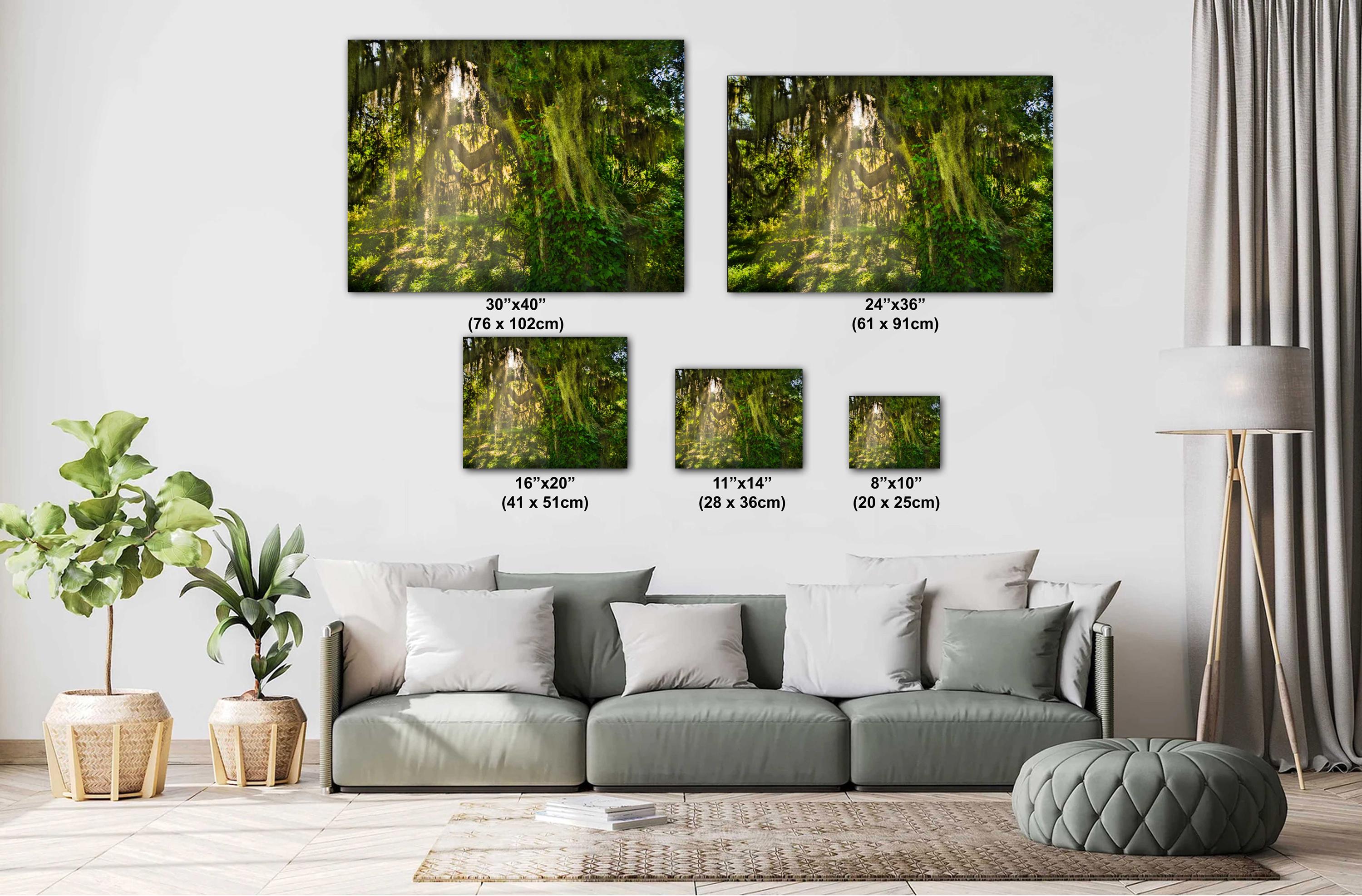 Savannah Photography Print – Southern Woods Art with Spanish Moss Wall Decor